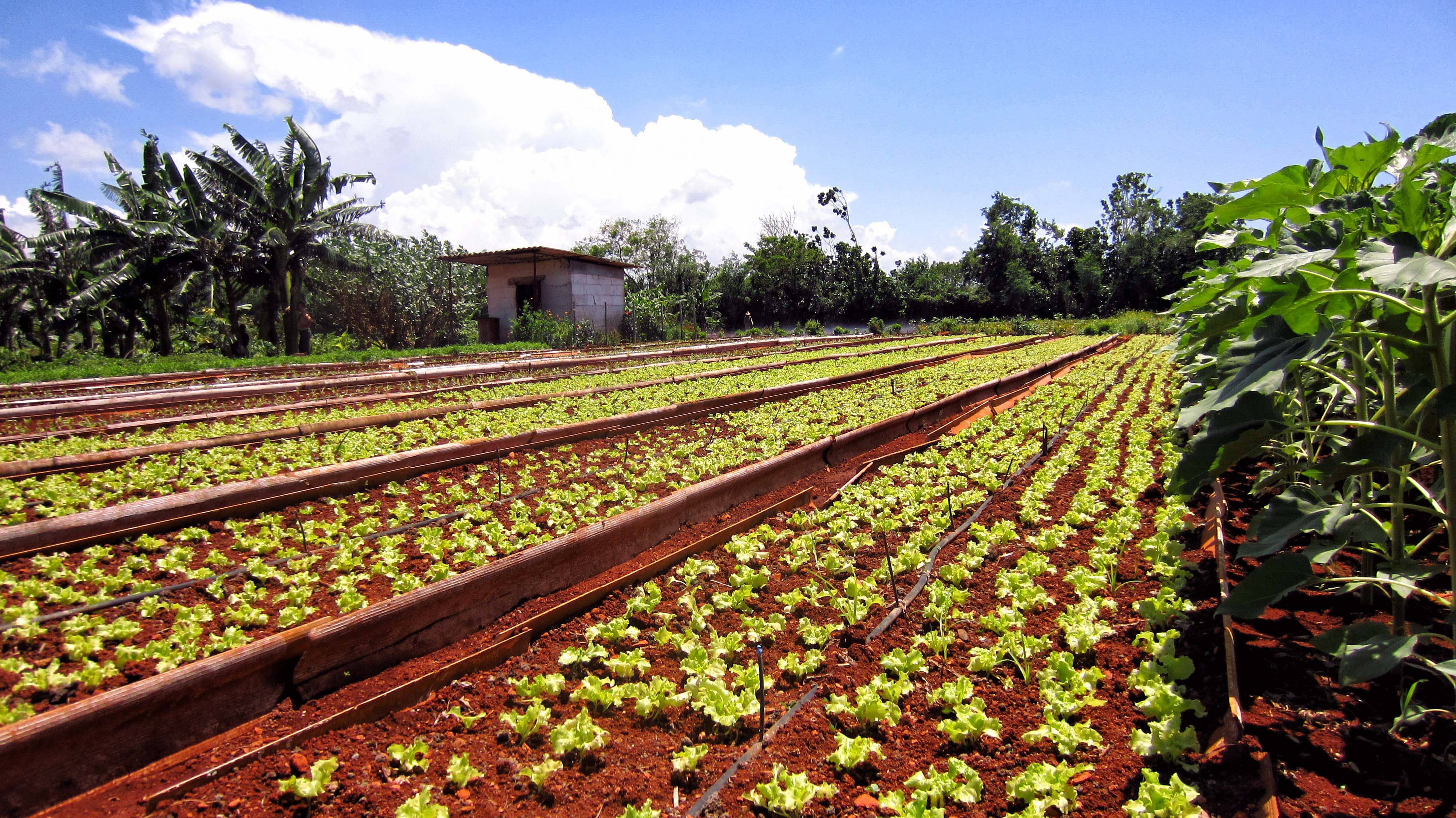 Cuba Farm Coop Lettuce