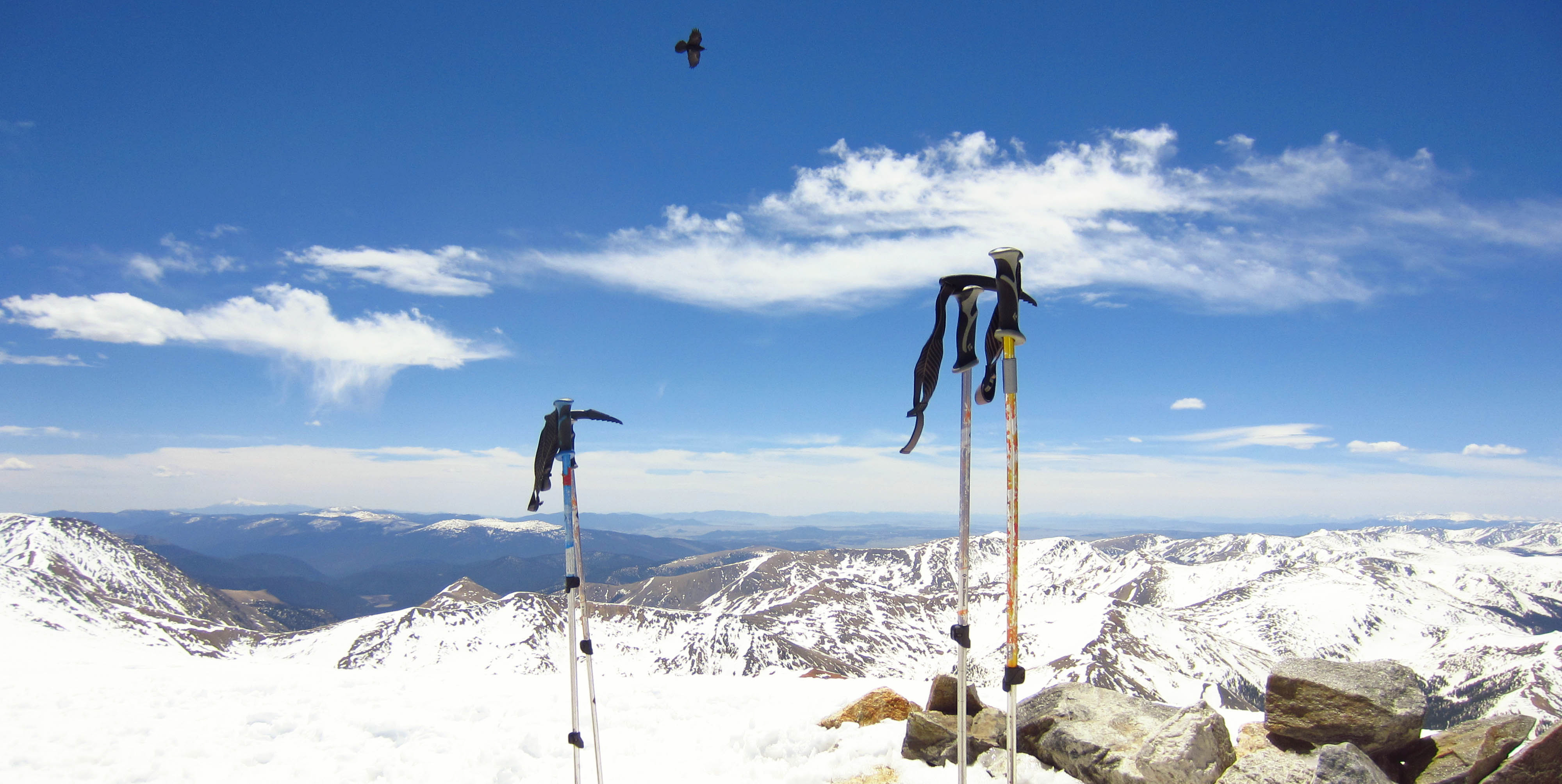 Eagle at Greys Peak Colorado