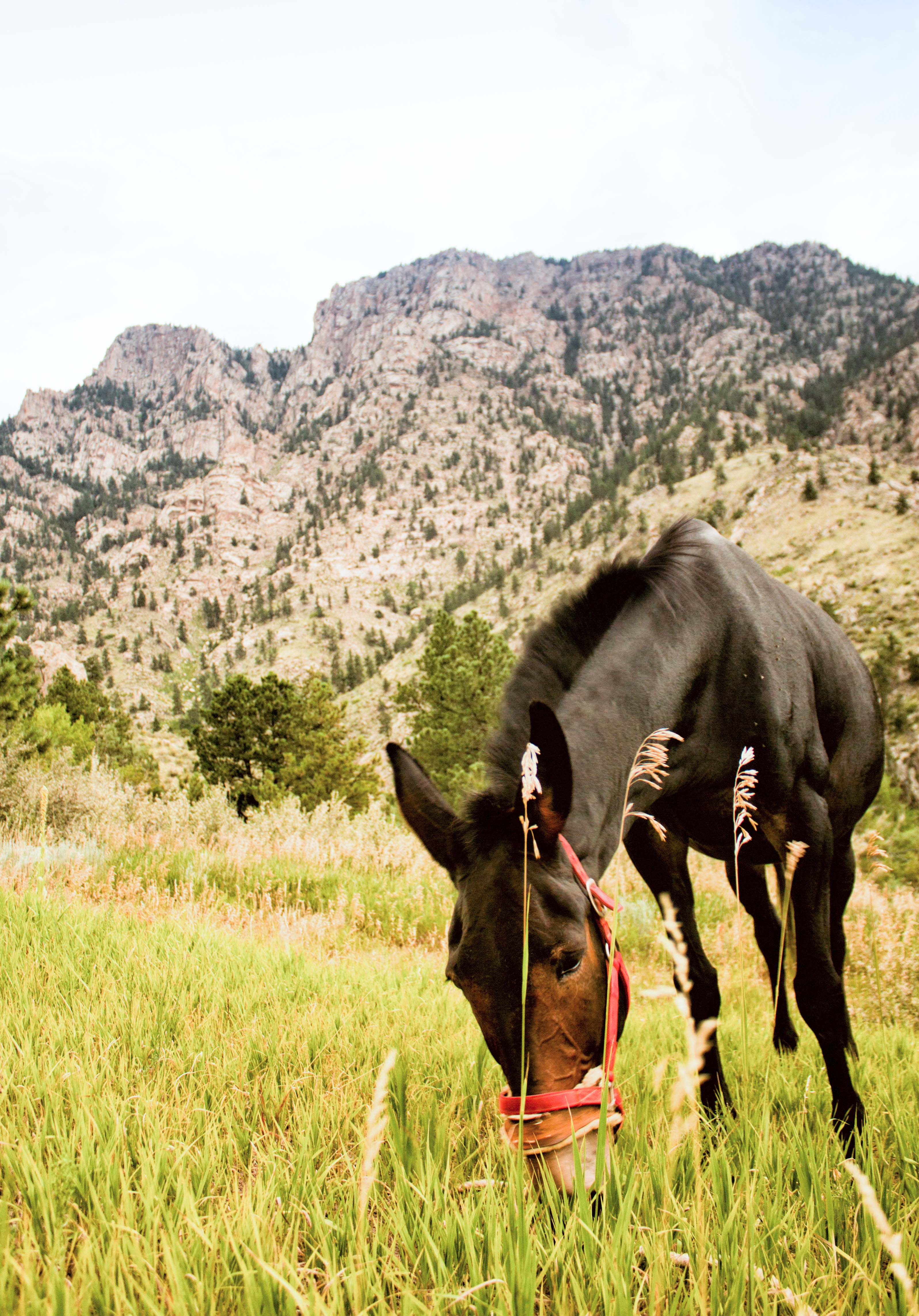 My Mule at the Palisades