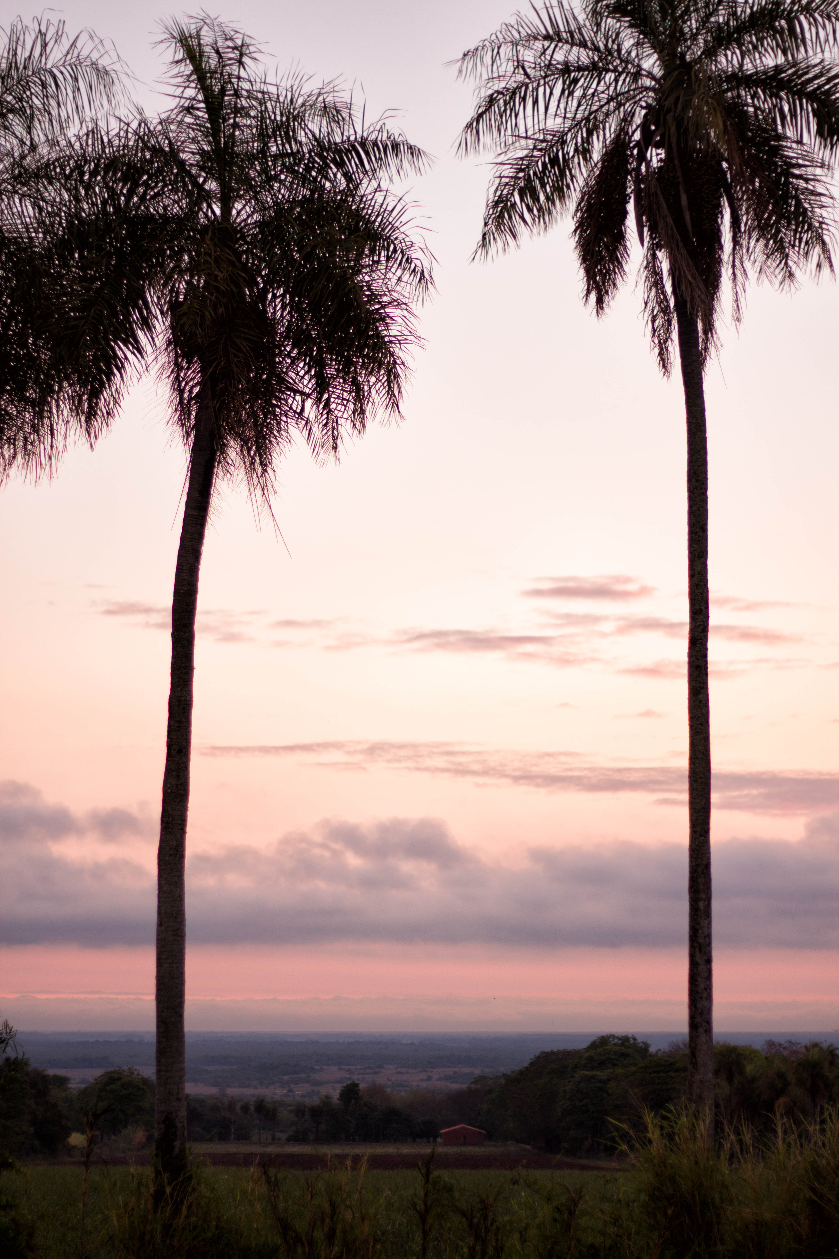 Cumbarity Palm Trees