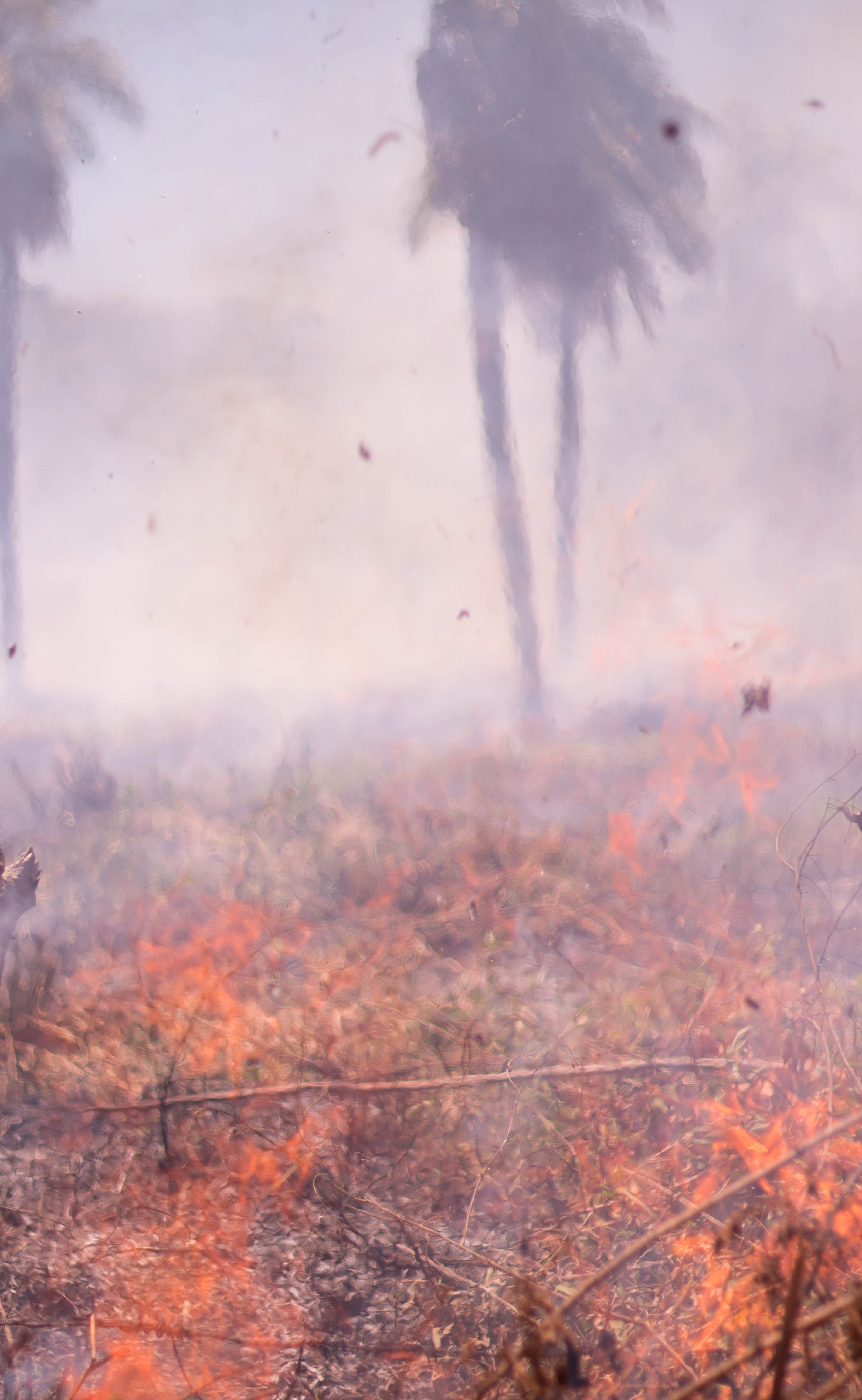 Aragua Slash and Burn