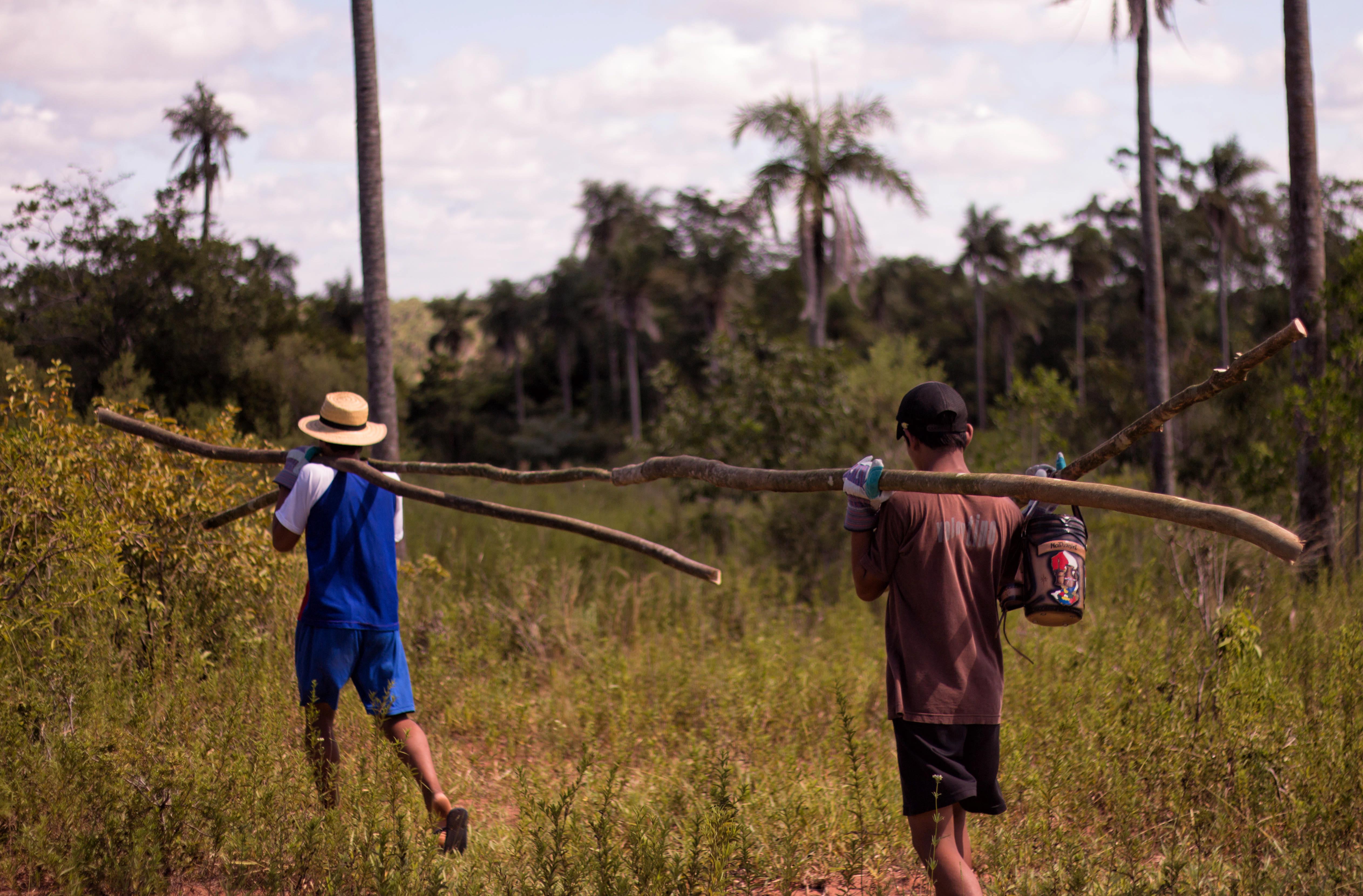 Capilla Cue Host Brothers Harvesting Bamboo
