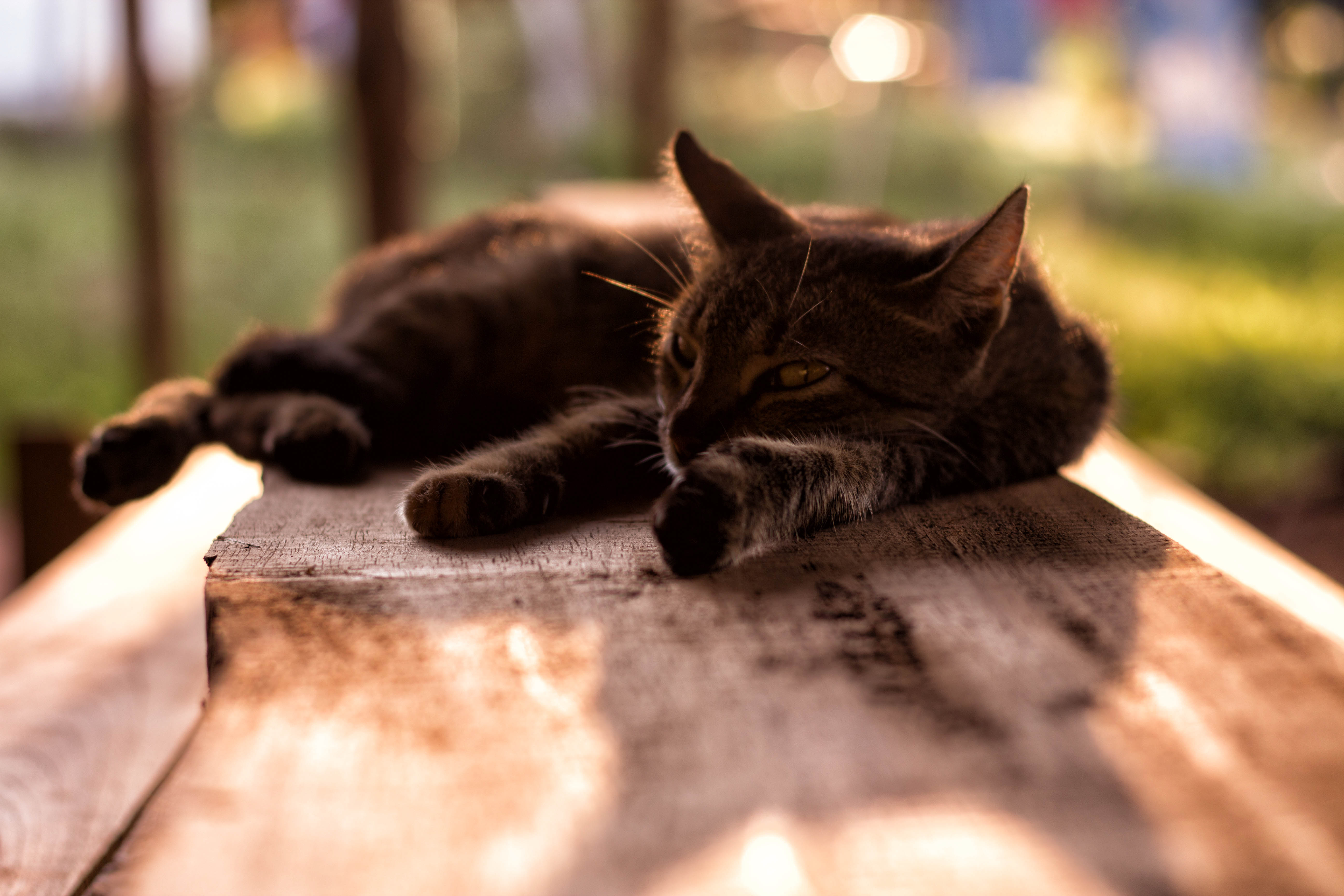 Capilla Cue Amazing Cat And Light