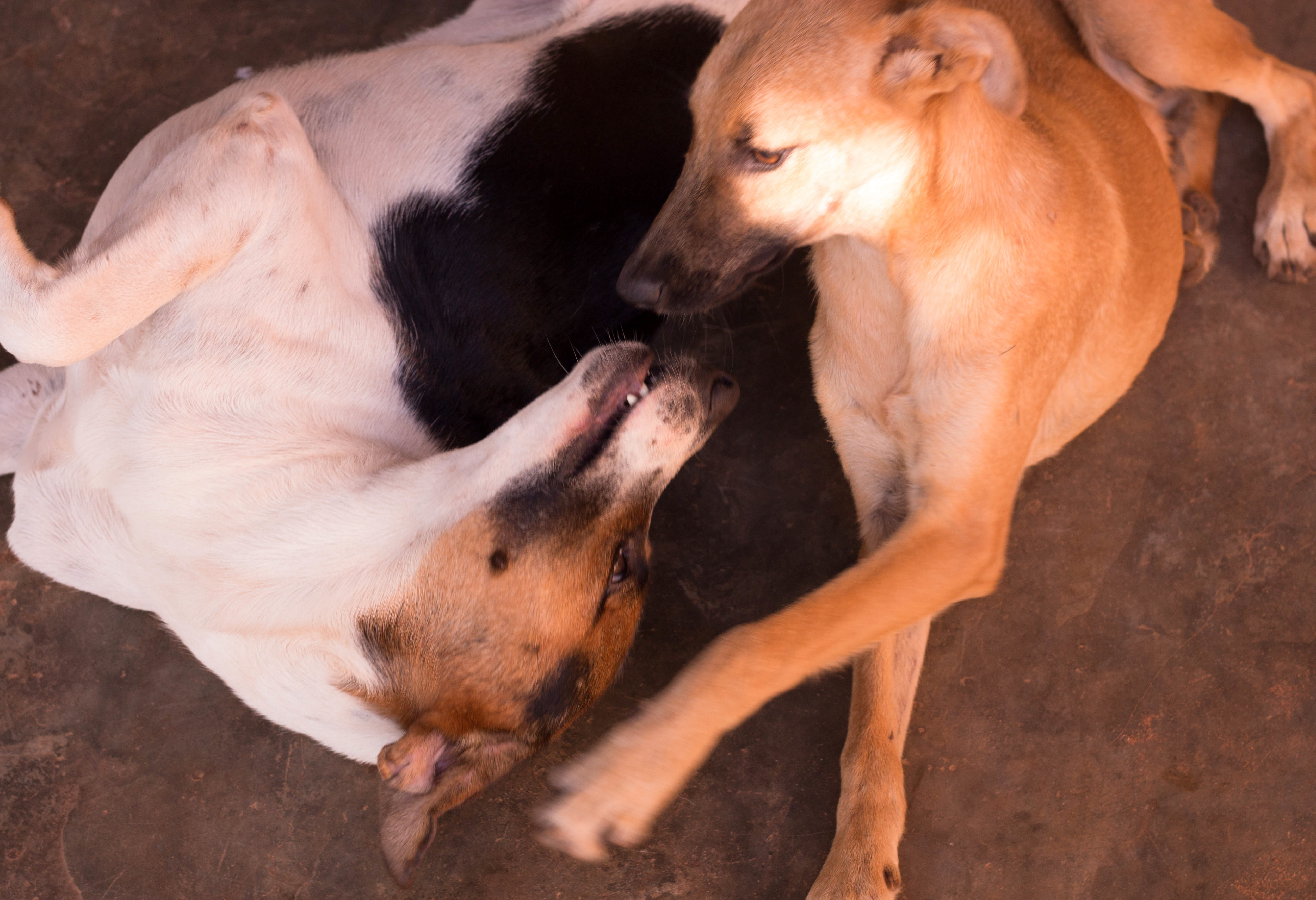 Capilla Cue Dogs