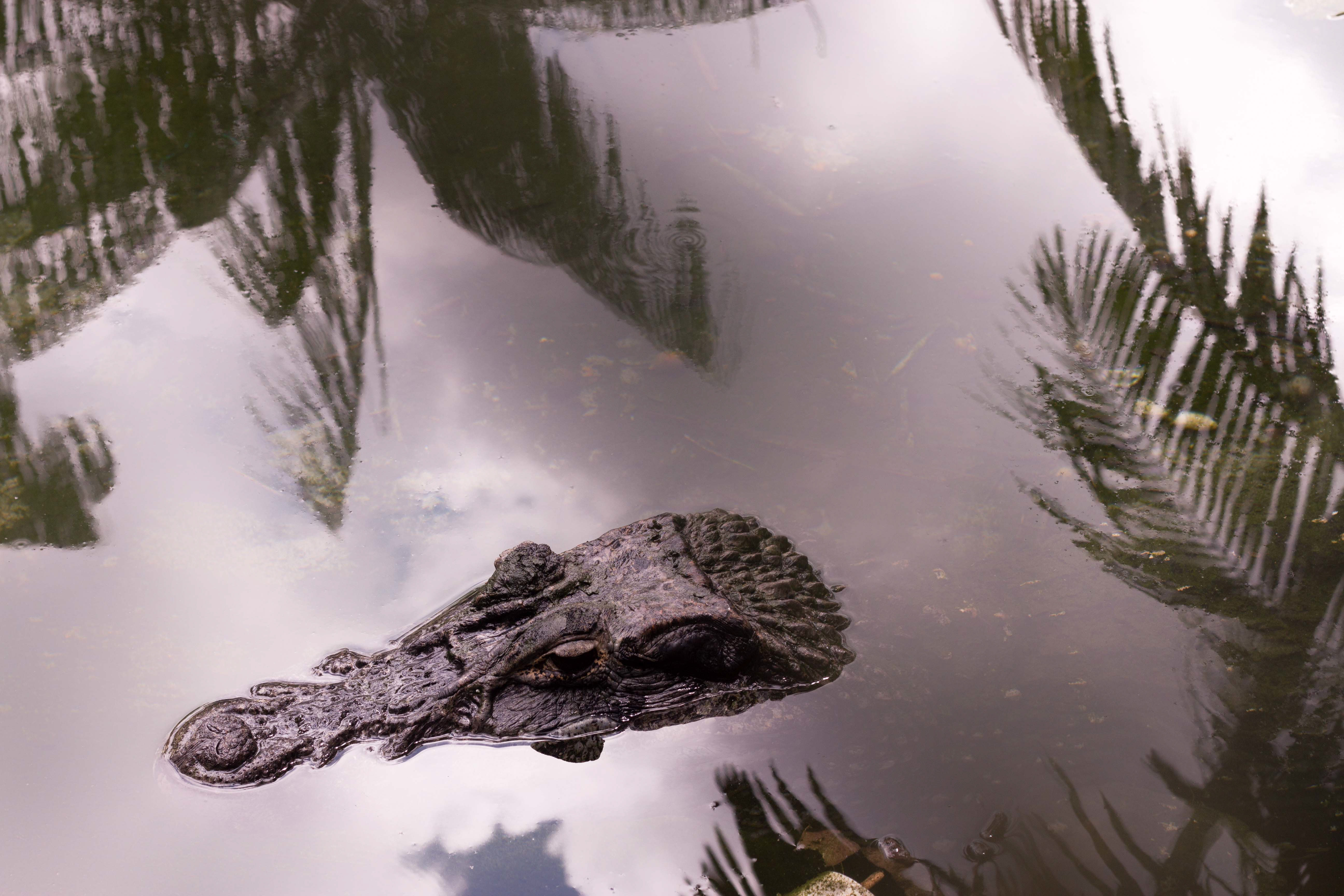 Brazil Manaus Amazon Alligator