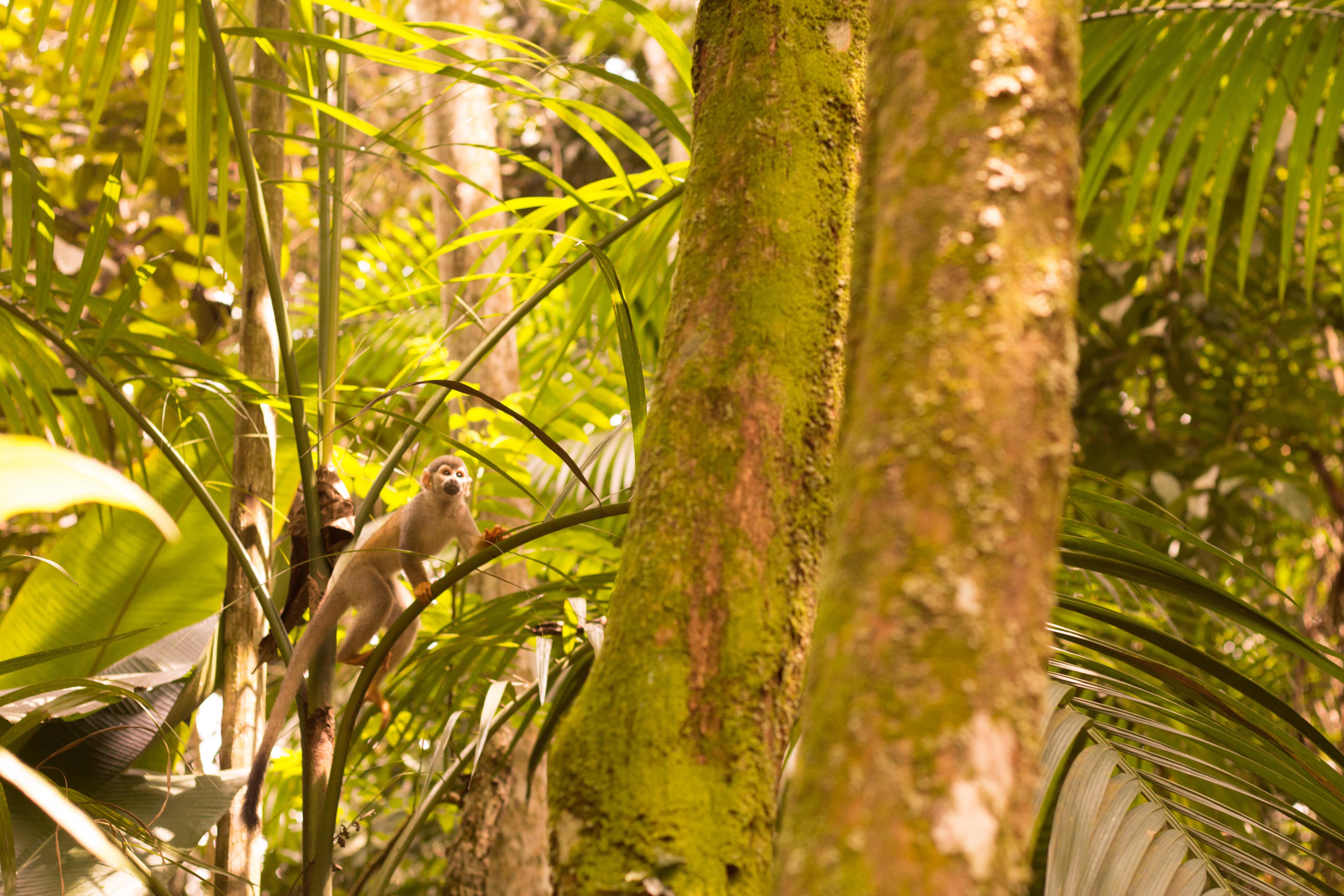 Brazil Manaus Amazon Monkey