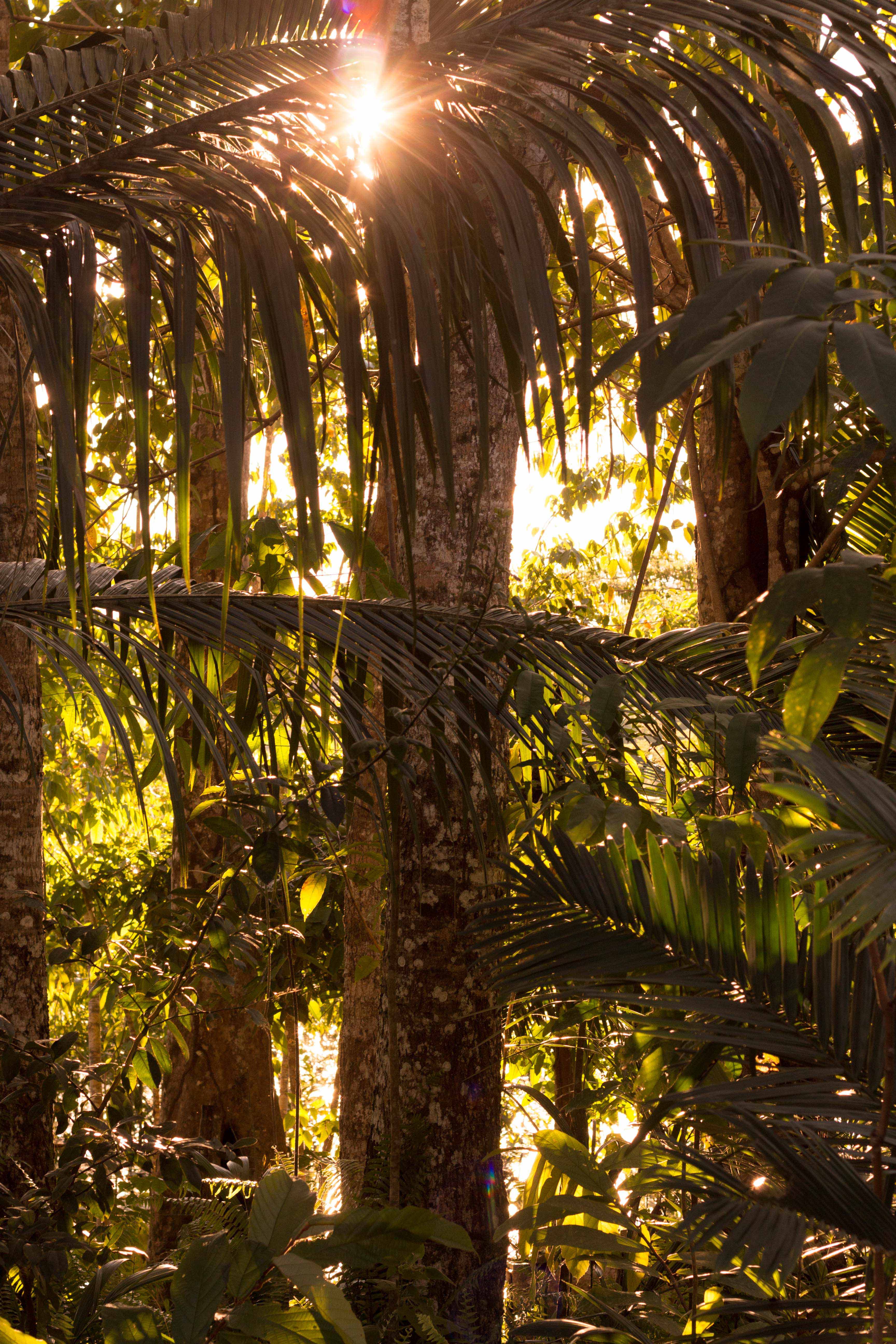 Brazil Manaus Amazon Tree