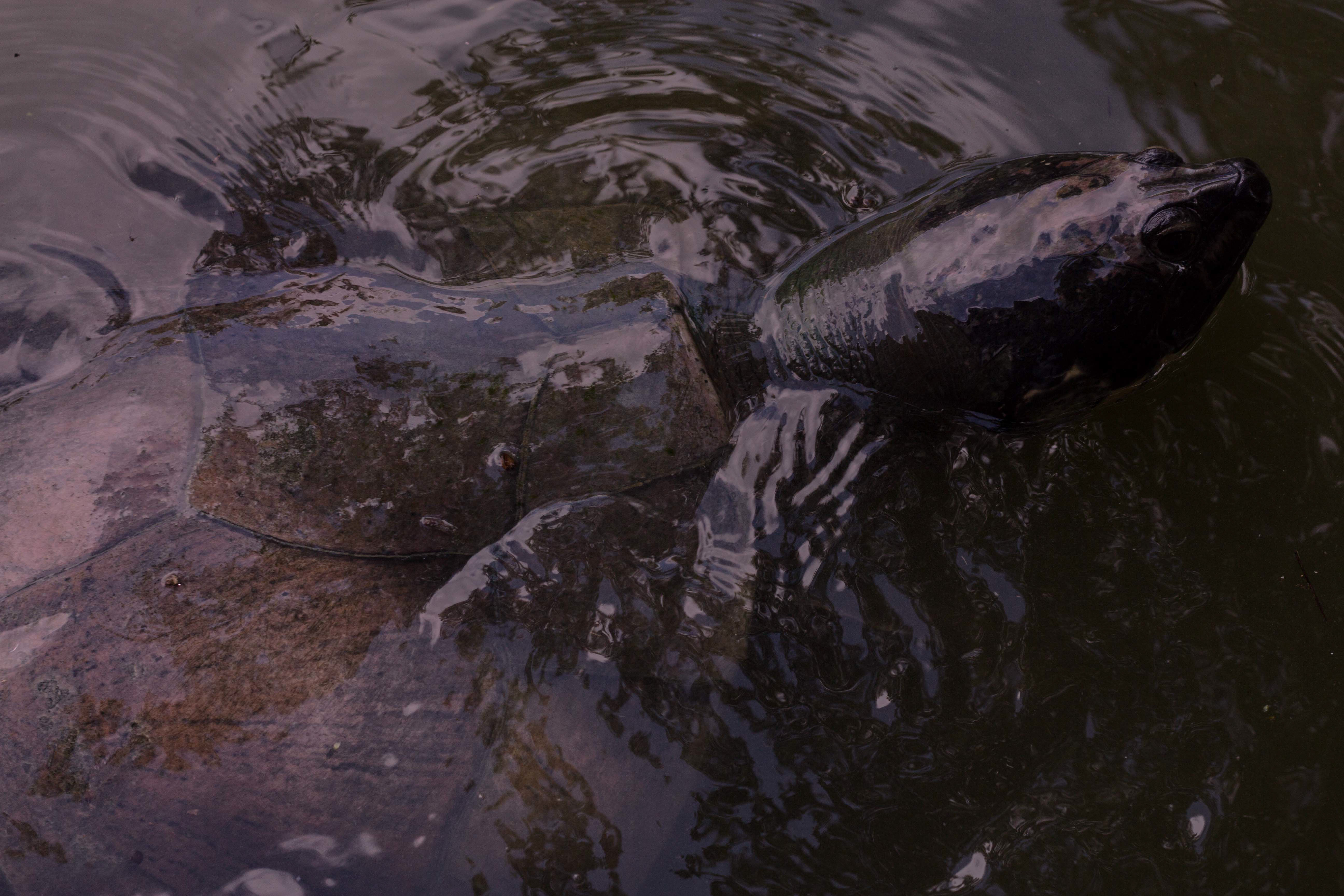 Brazil Manaus Amazon Turtle Swimming
