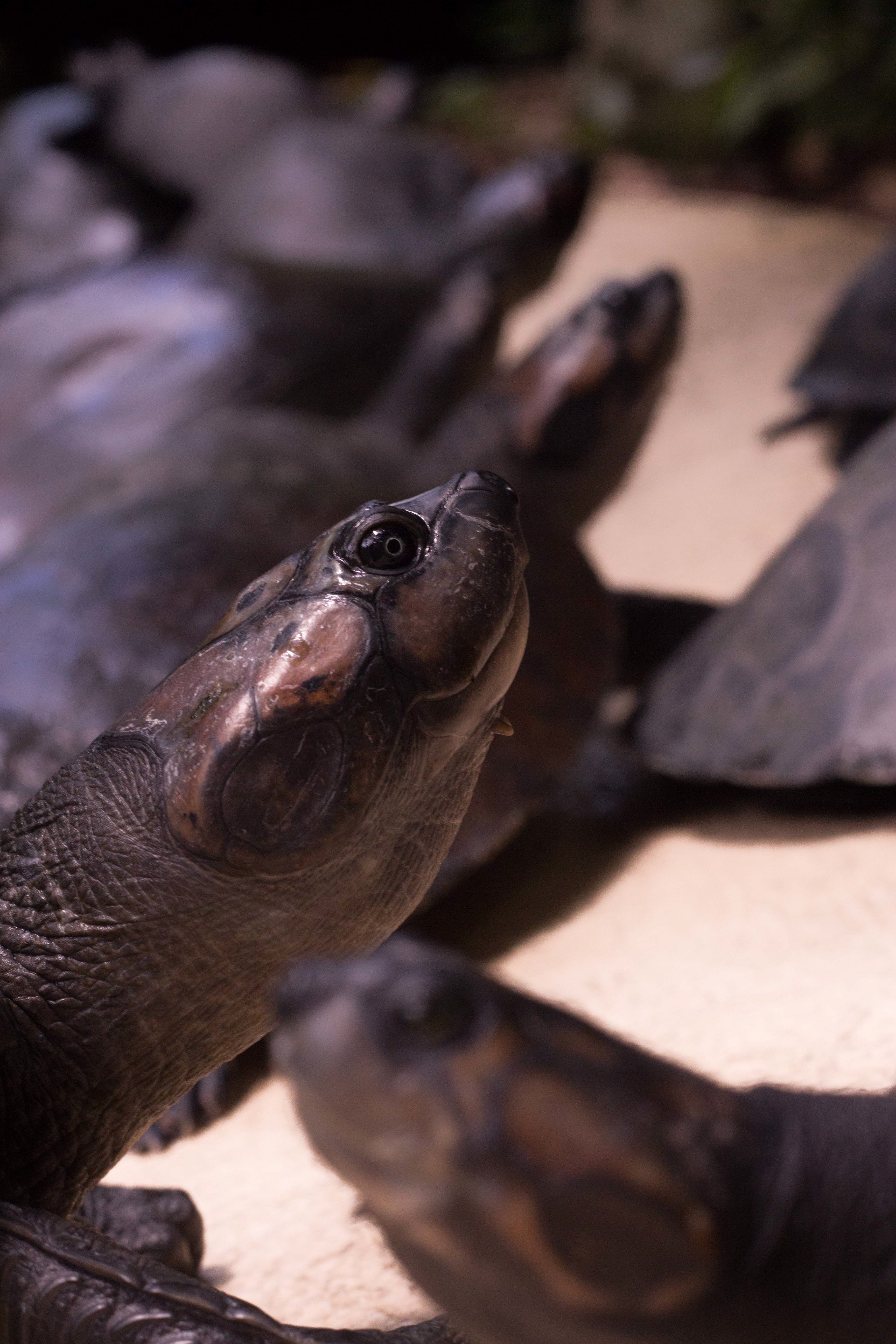 Brazil Manaus Amazon Turtles