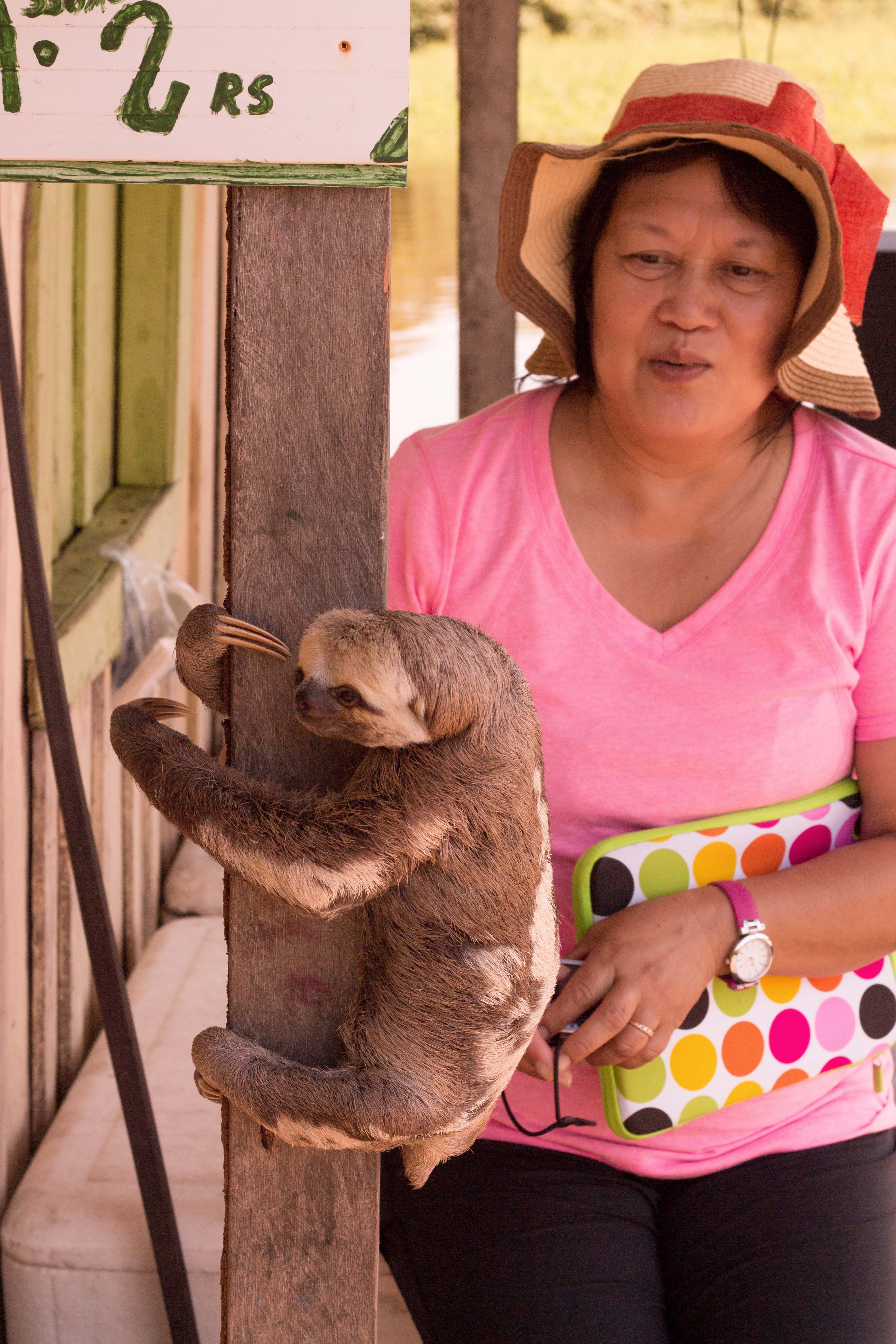 Brazil Manaus Mom Sloth