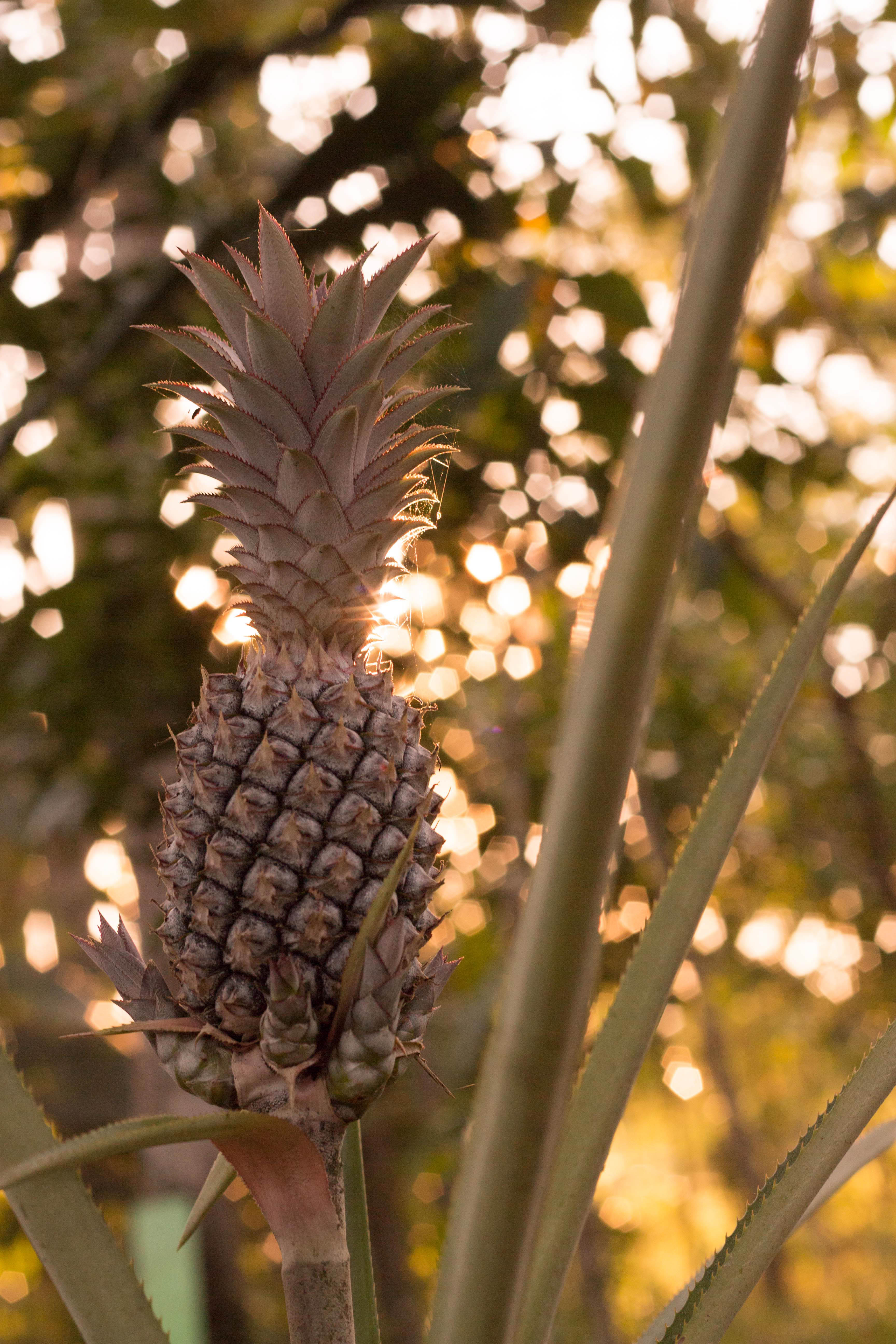 Brazil Manaus Pineapple