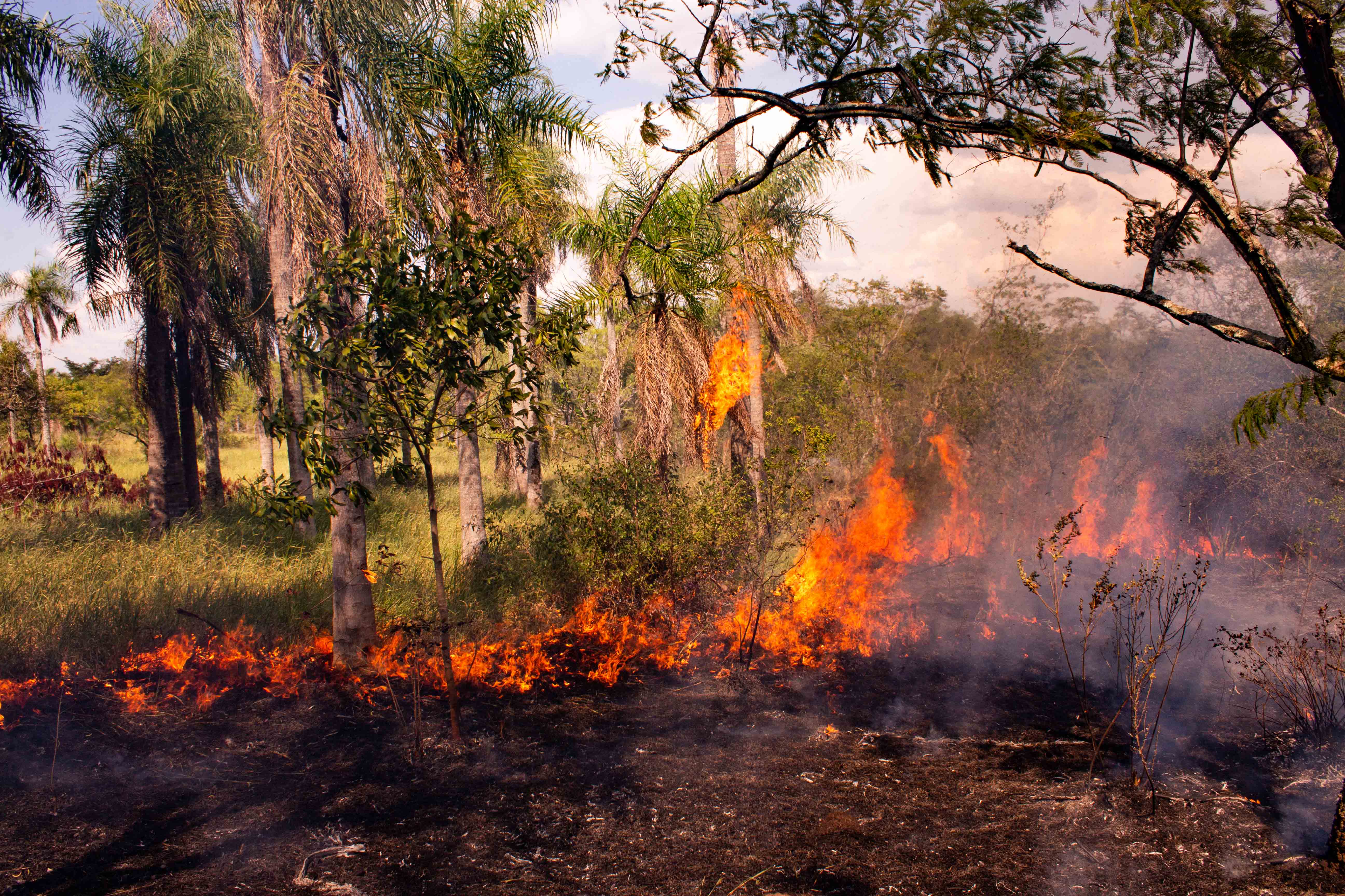 Capilla Cue - Slash and burn