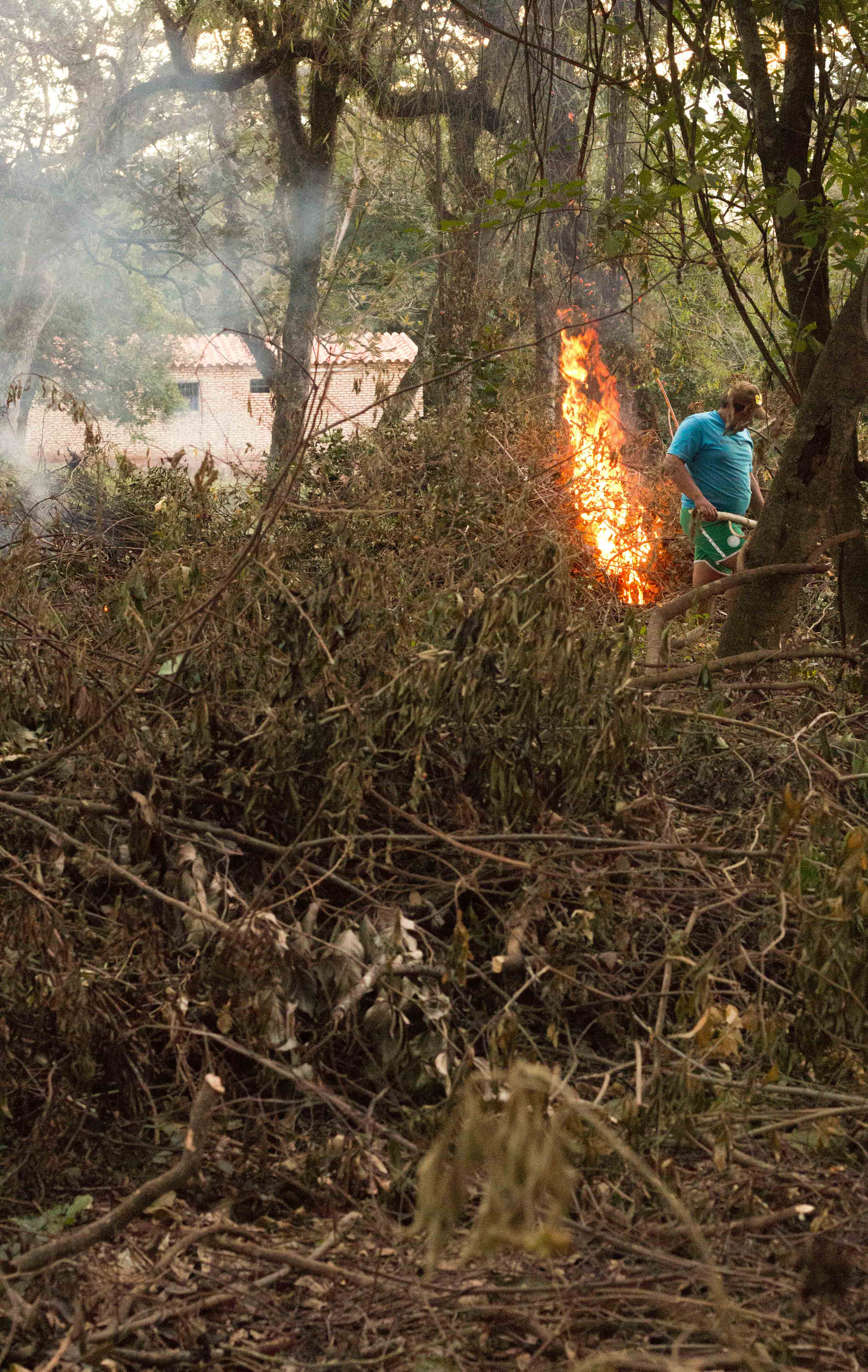 Cutting the bushes