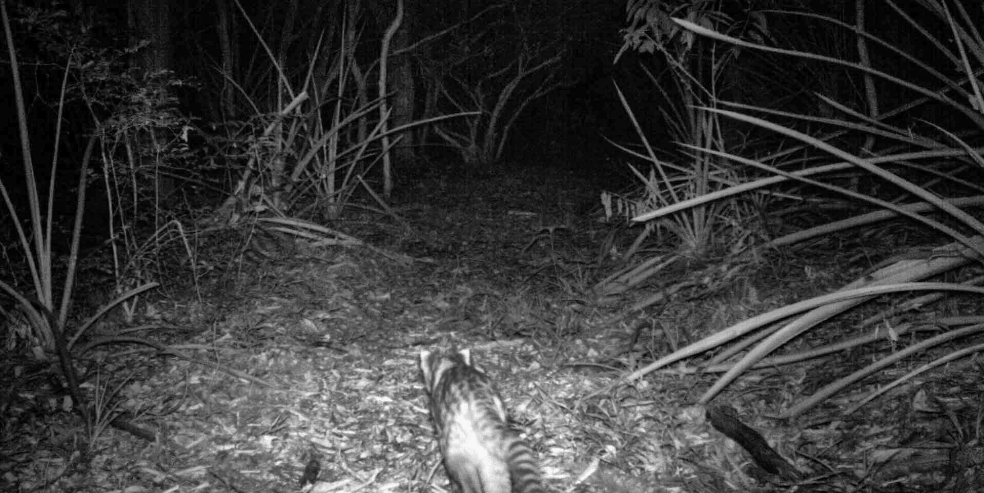 Capilla Cue Fox Geoffroys Cat