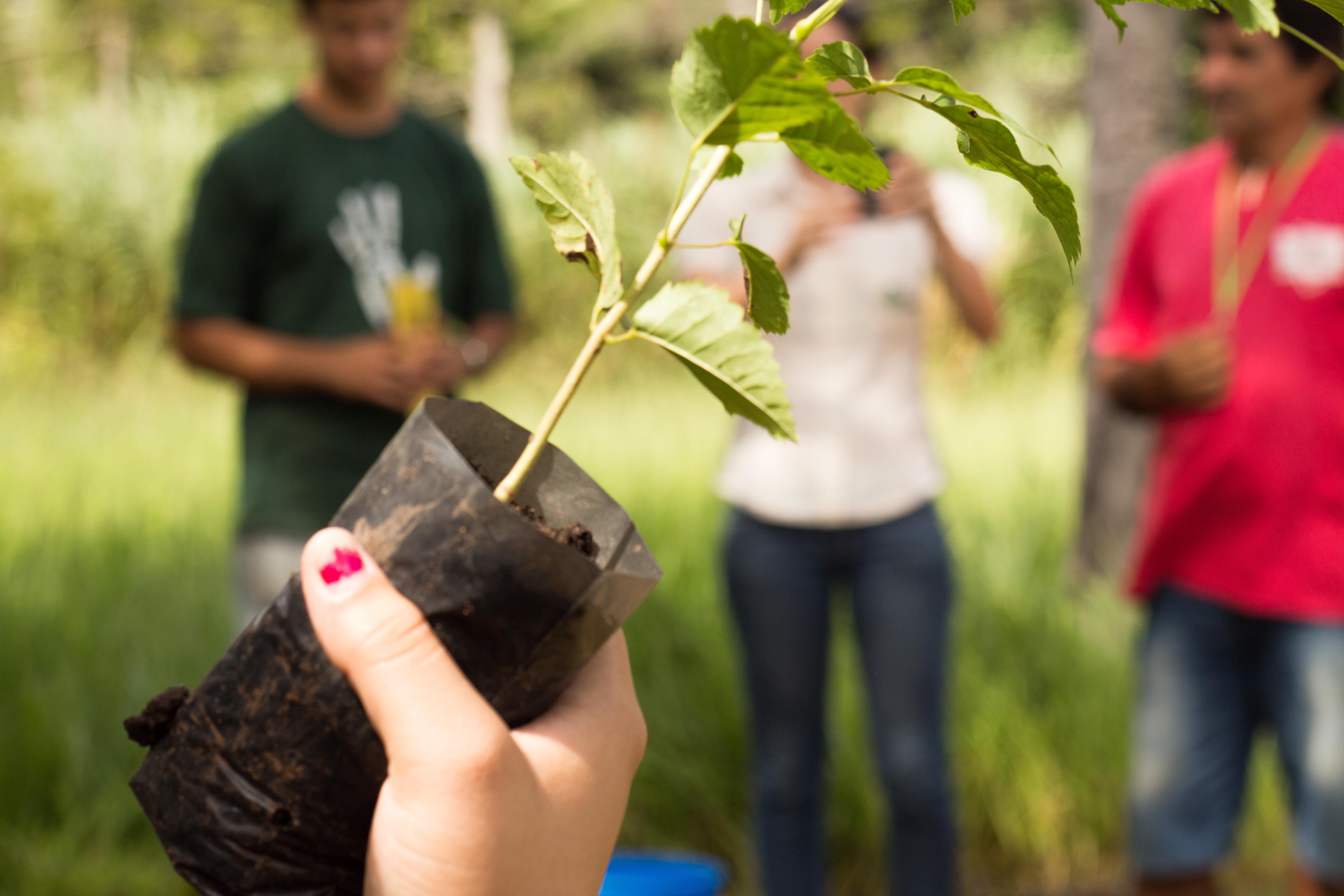 Holding Tree