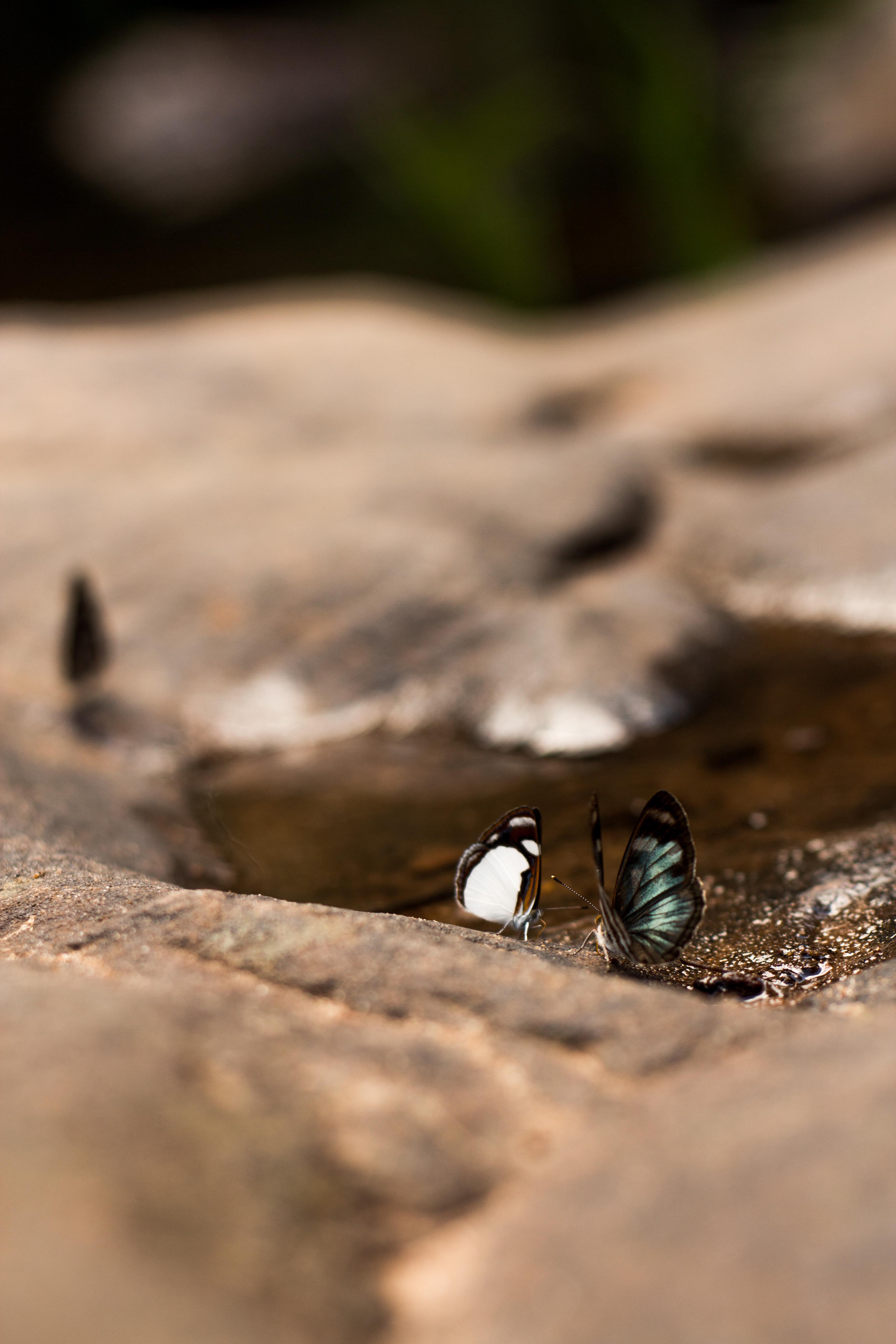 Salto Cristal Butterflys