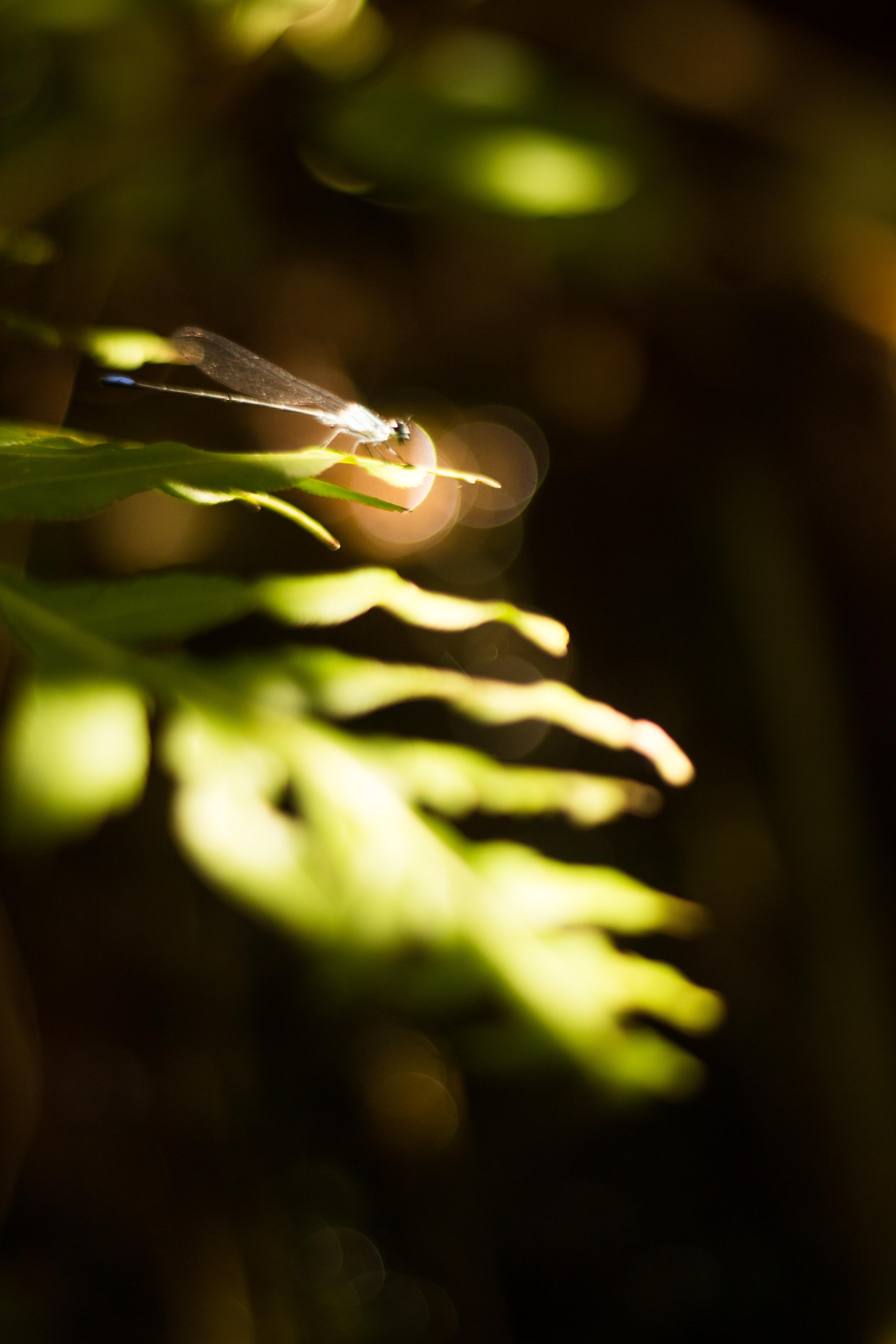 Salto Cristal Dragon Fly