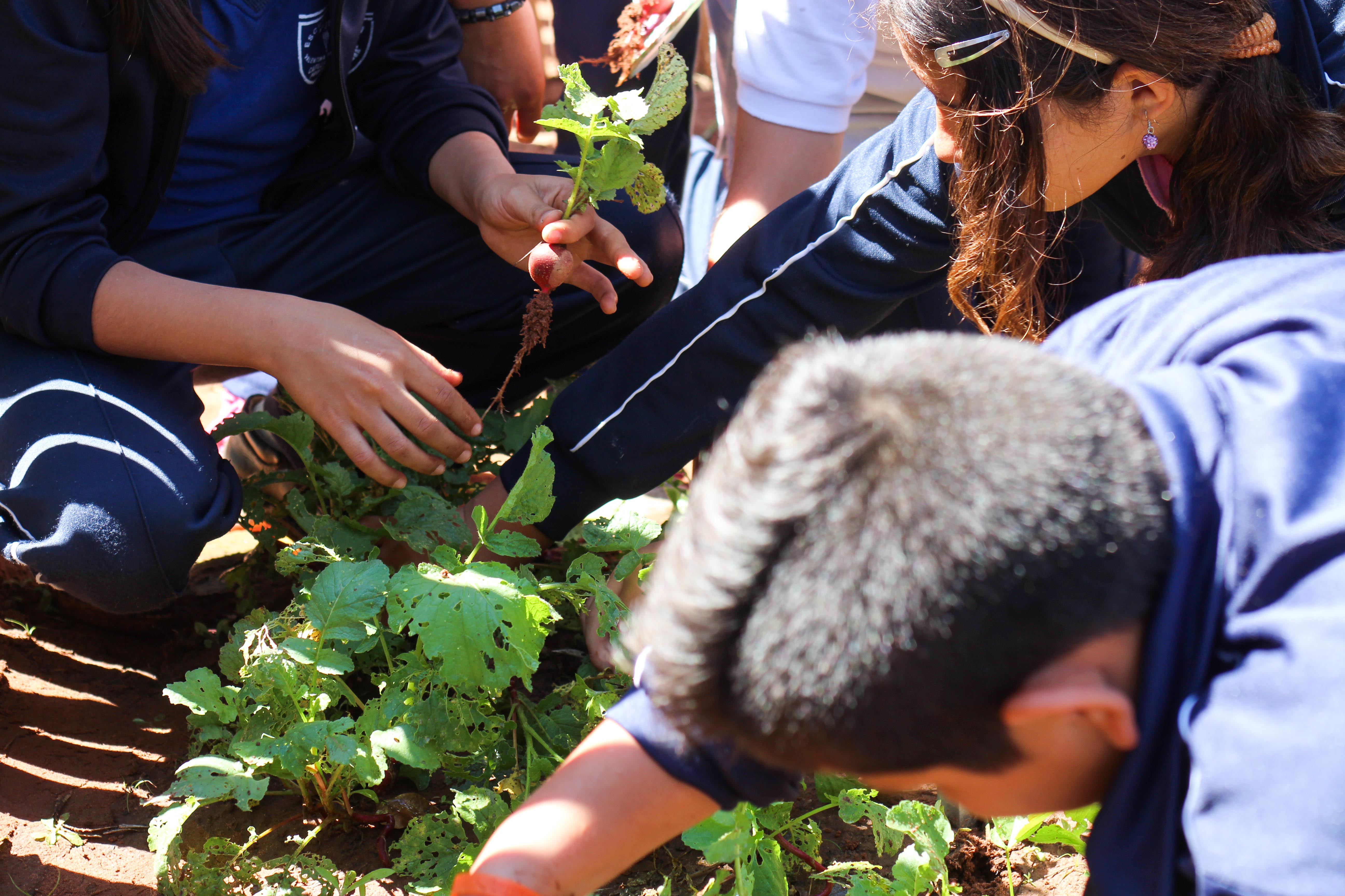 Capilla Cue Harvesting Beats 1