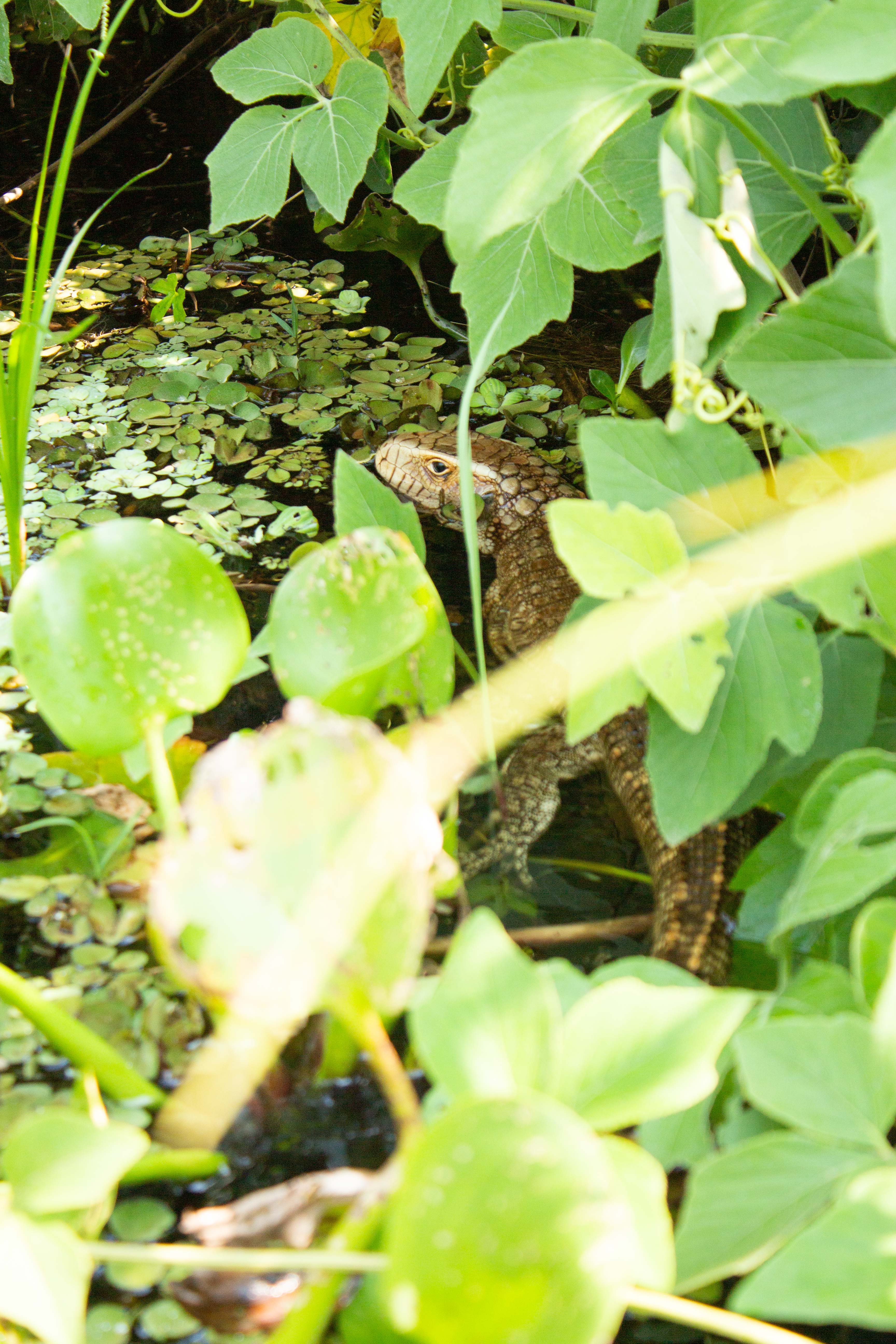 Los Tres Gigantes Caiman Lizard Body