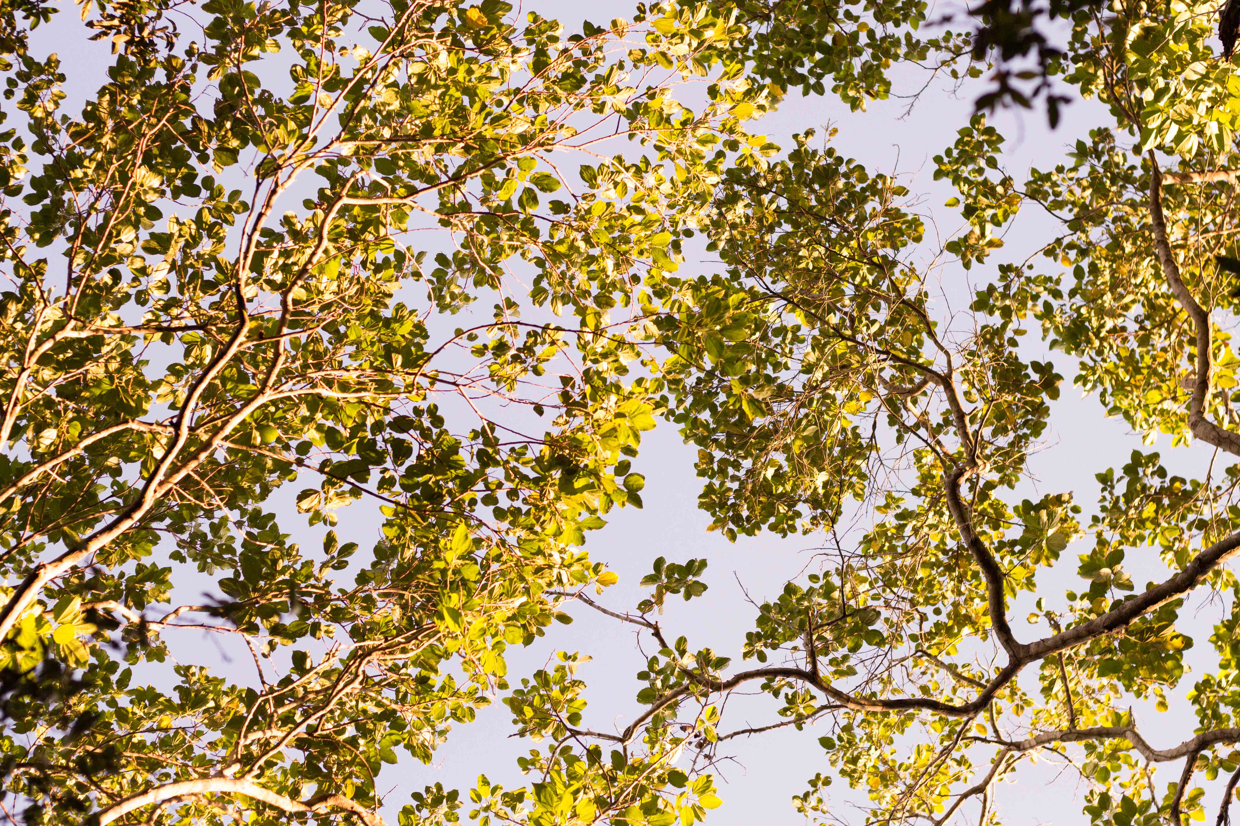 Capilla Cue - Trees above arroyo Chololo