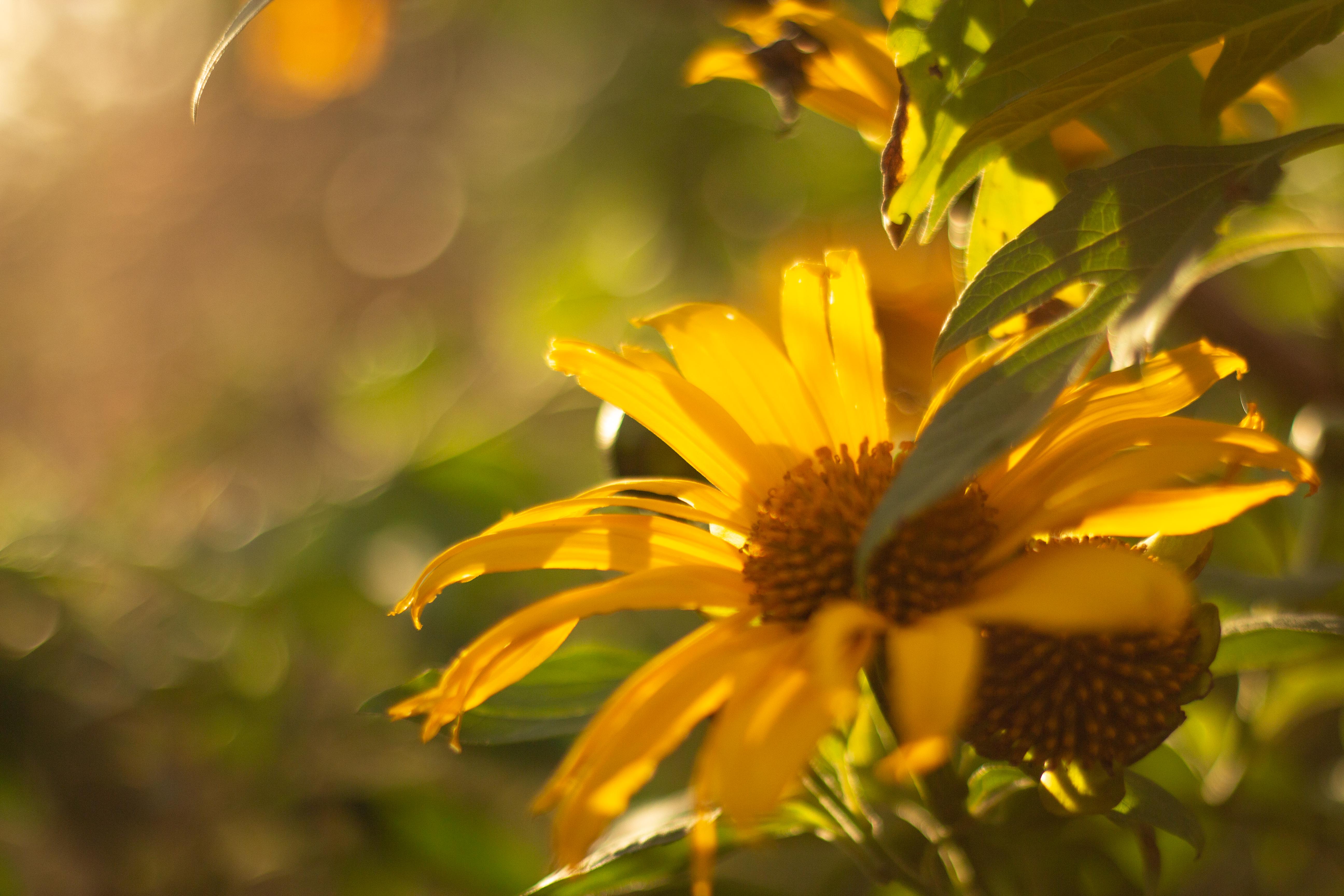 Capilla Cue - Yellow flowers