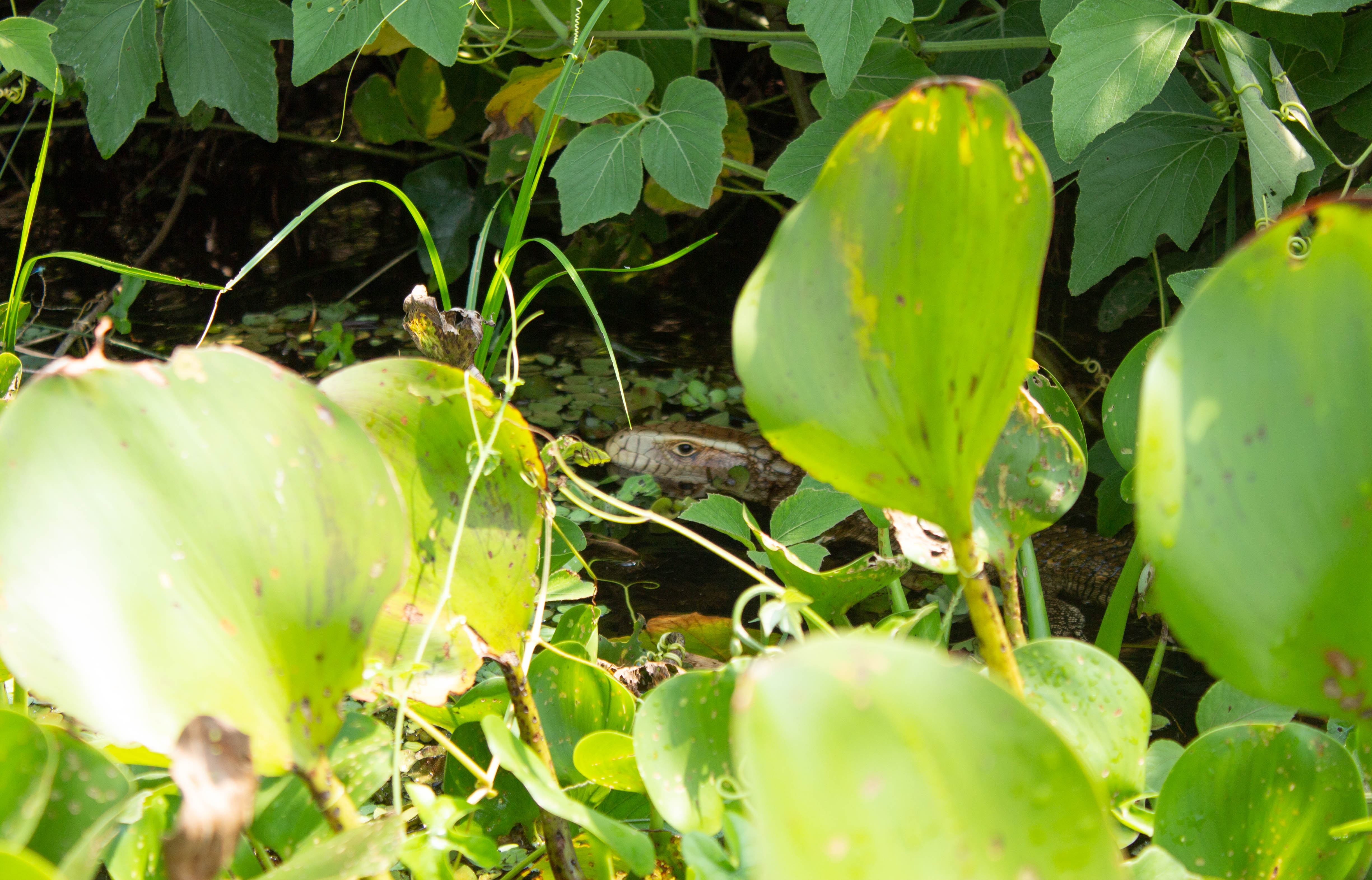 Pantanal - Caiman Lizard