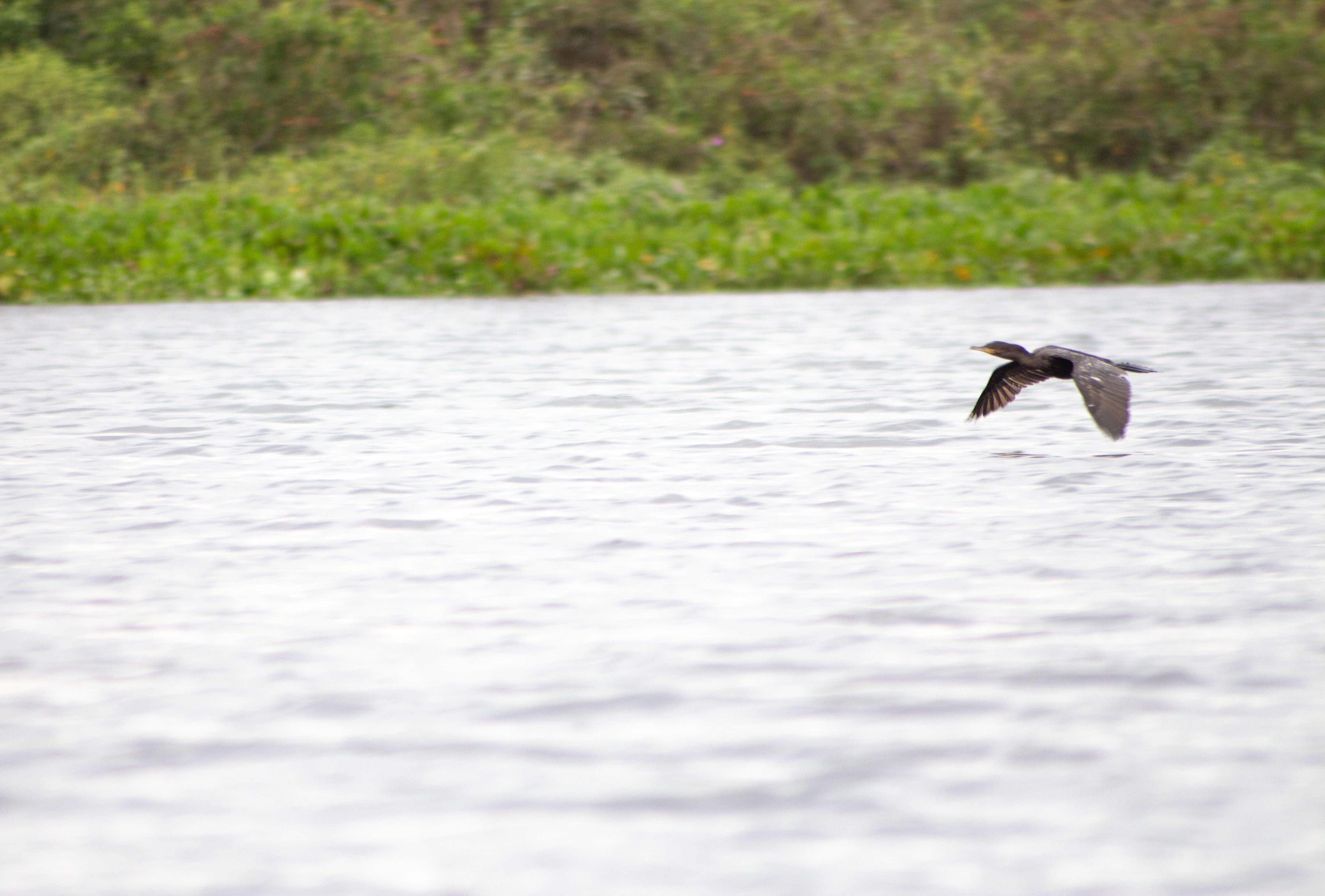 Pantanal - Cormorant