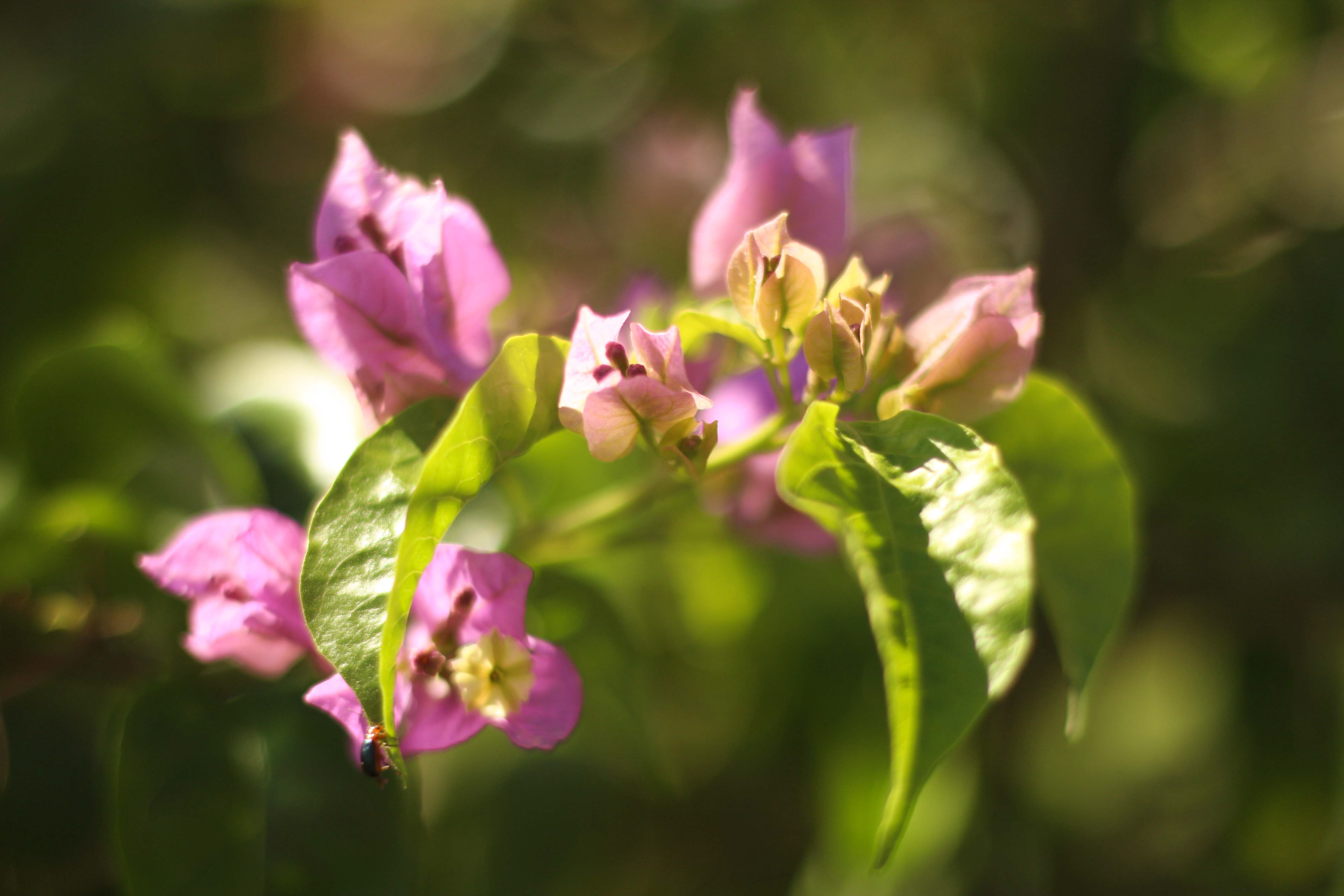 Villa Oliva - Pinkish flower macro shot 2