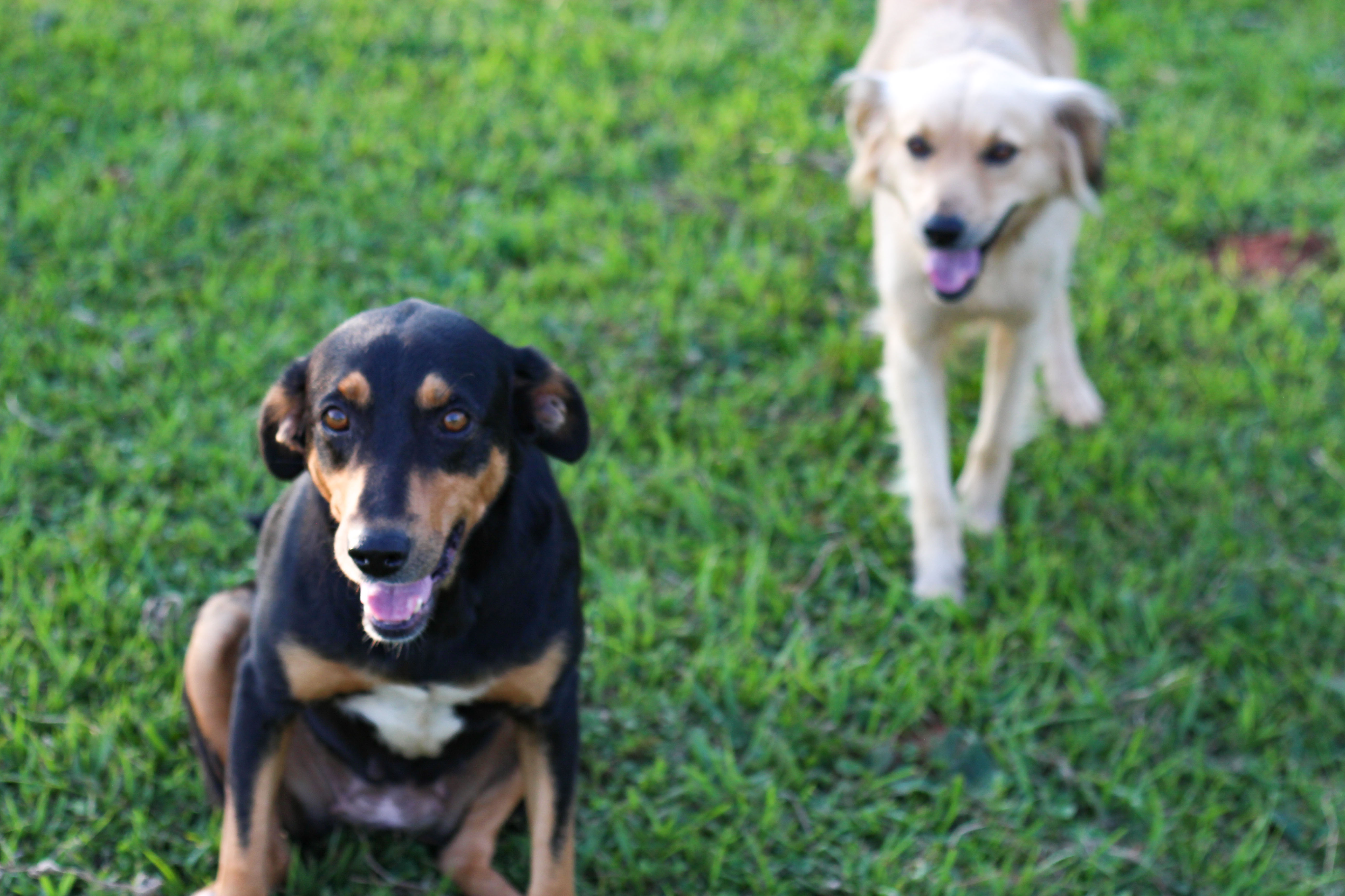 Capilla Cue - My guard dogs Tuko and Lassie