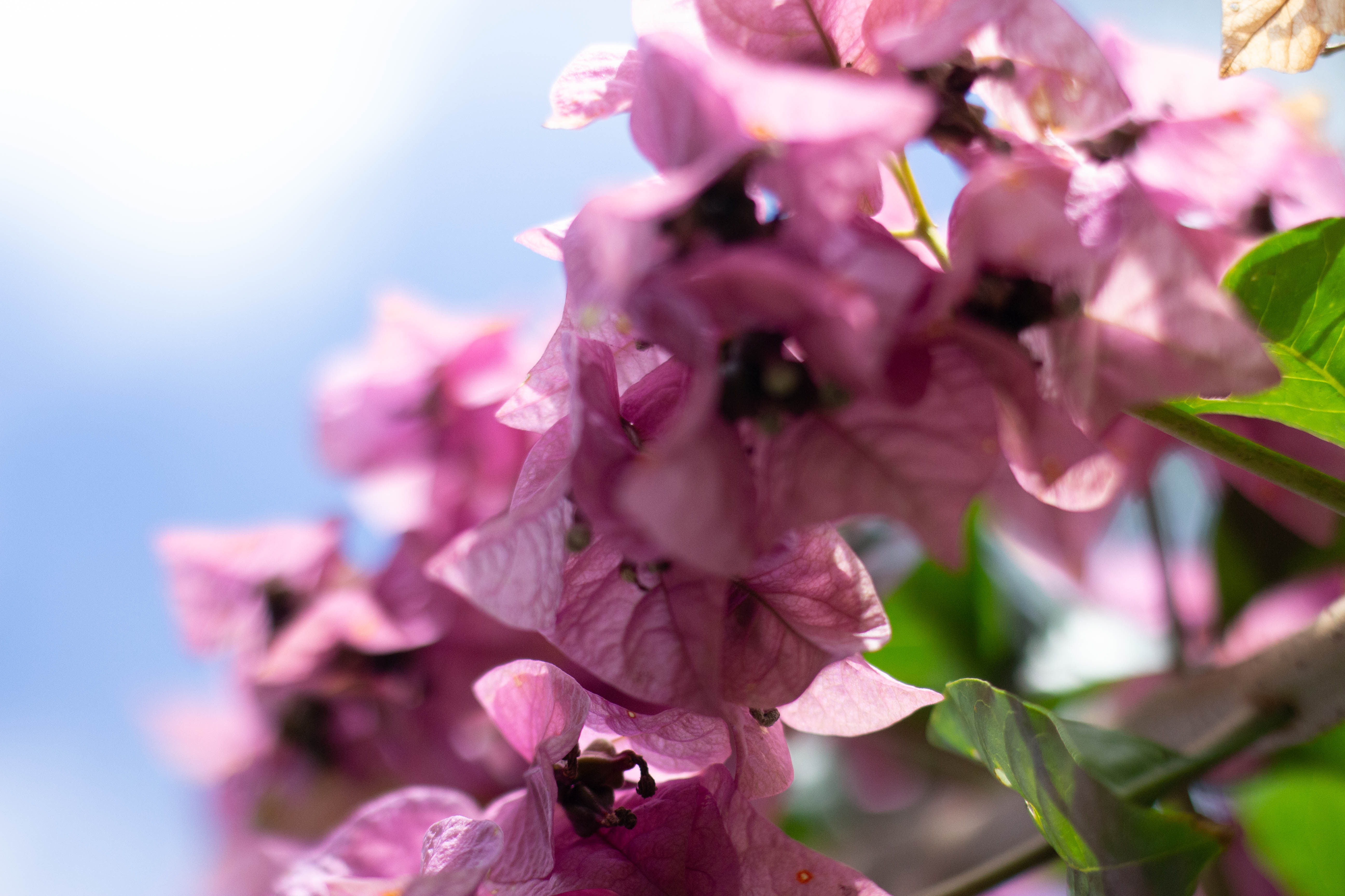 Capilla Cue - Pink flowers