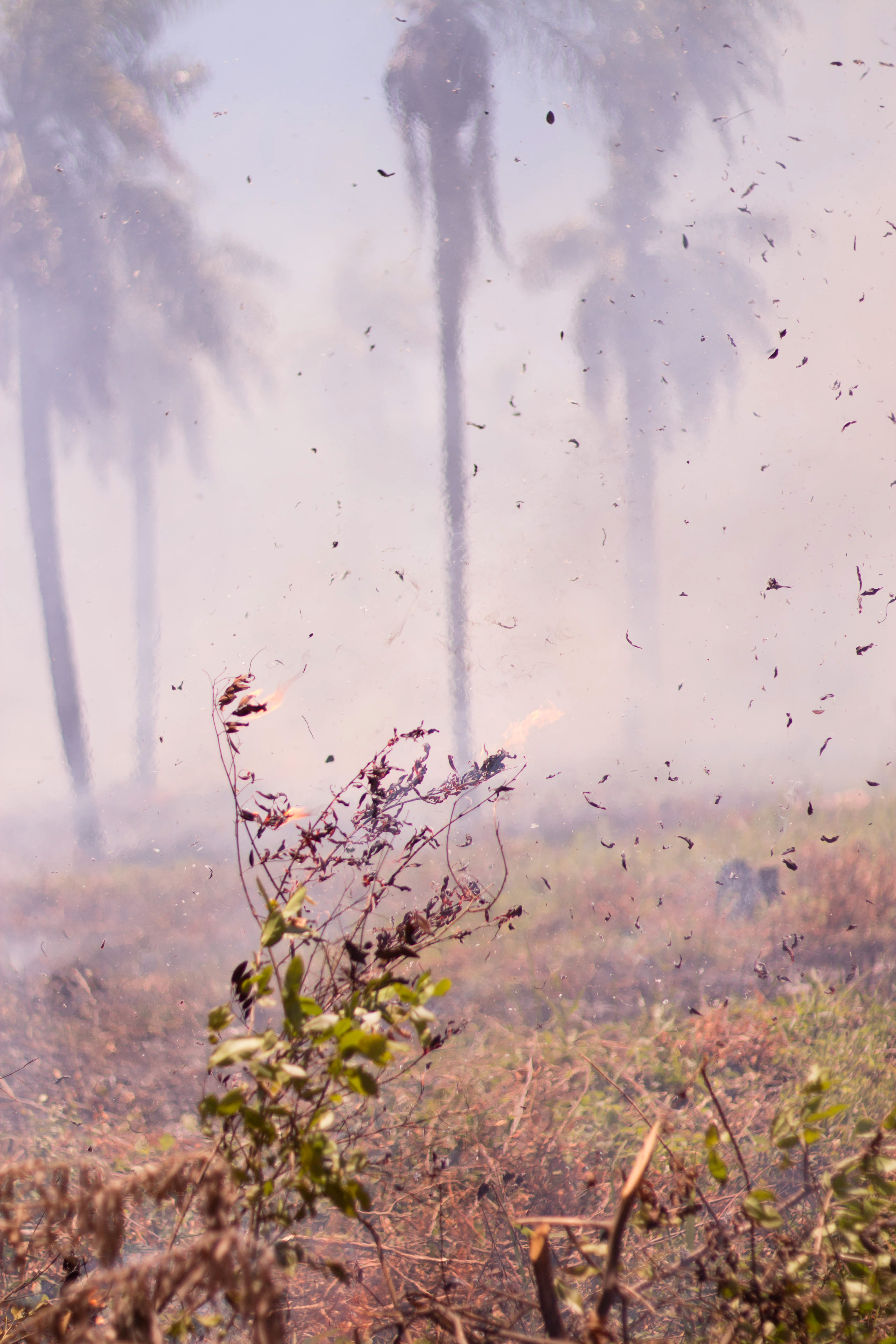 Aragua - Burning field for farming