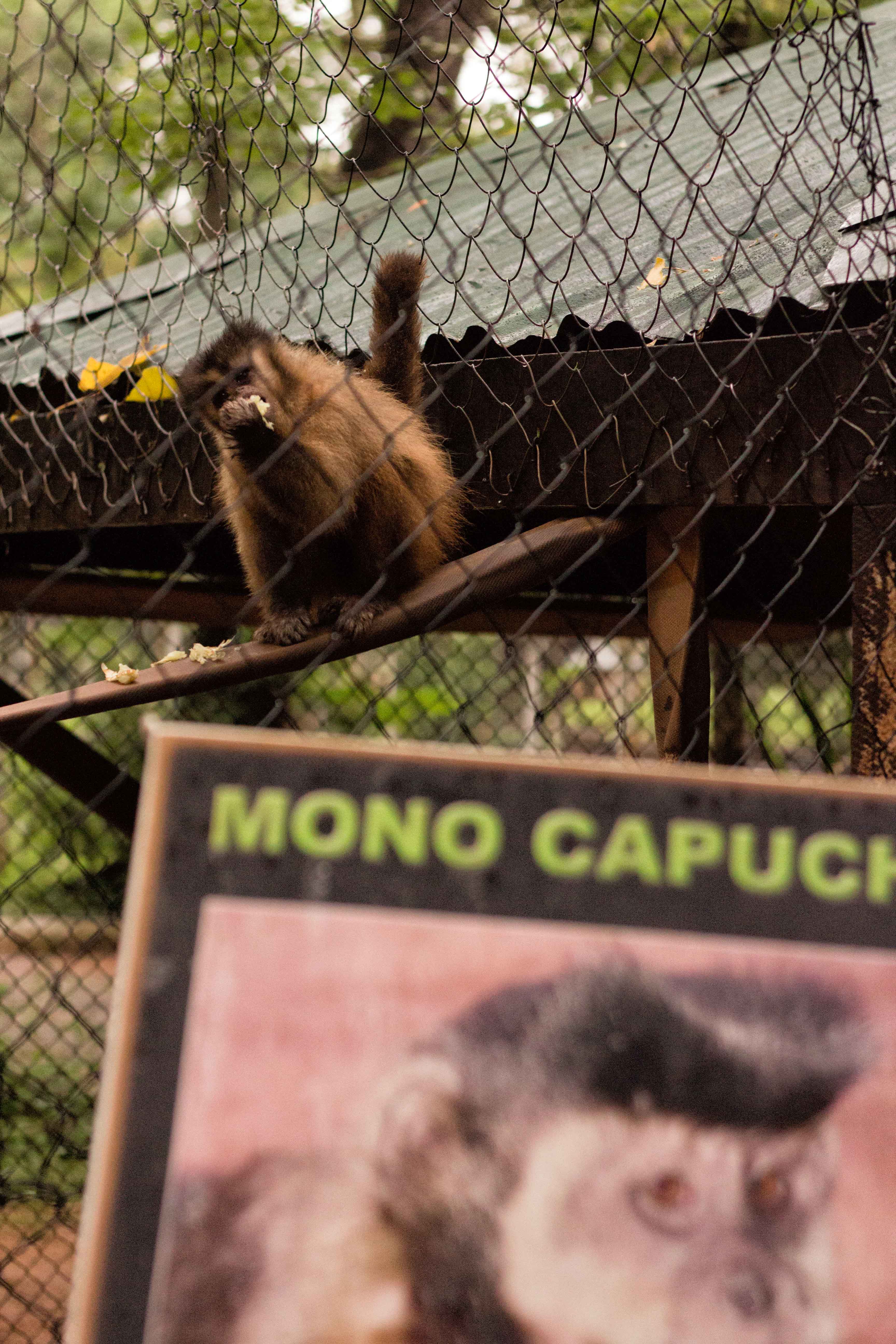 Asuncion - Capuchin Monkey