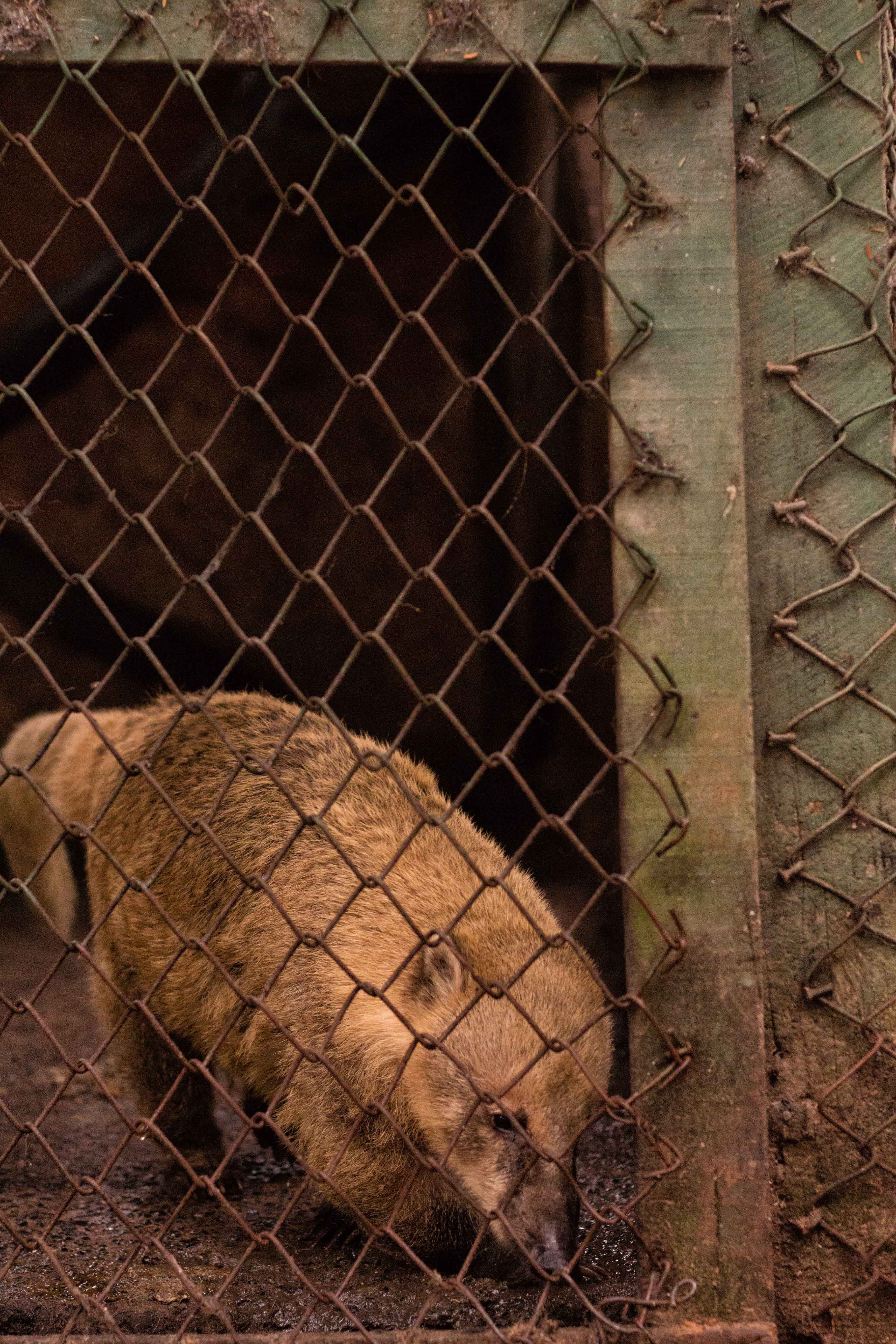 Asuncion - Ban zoos