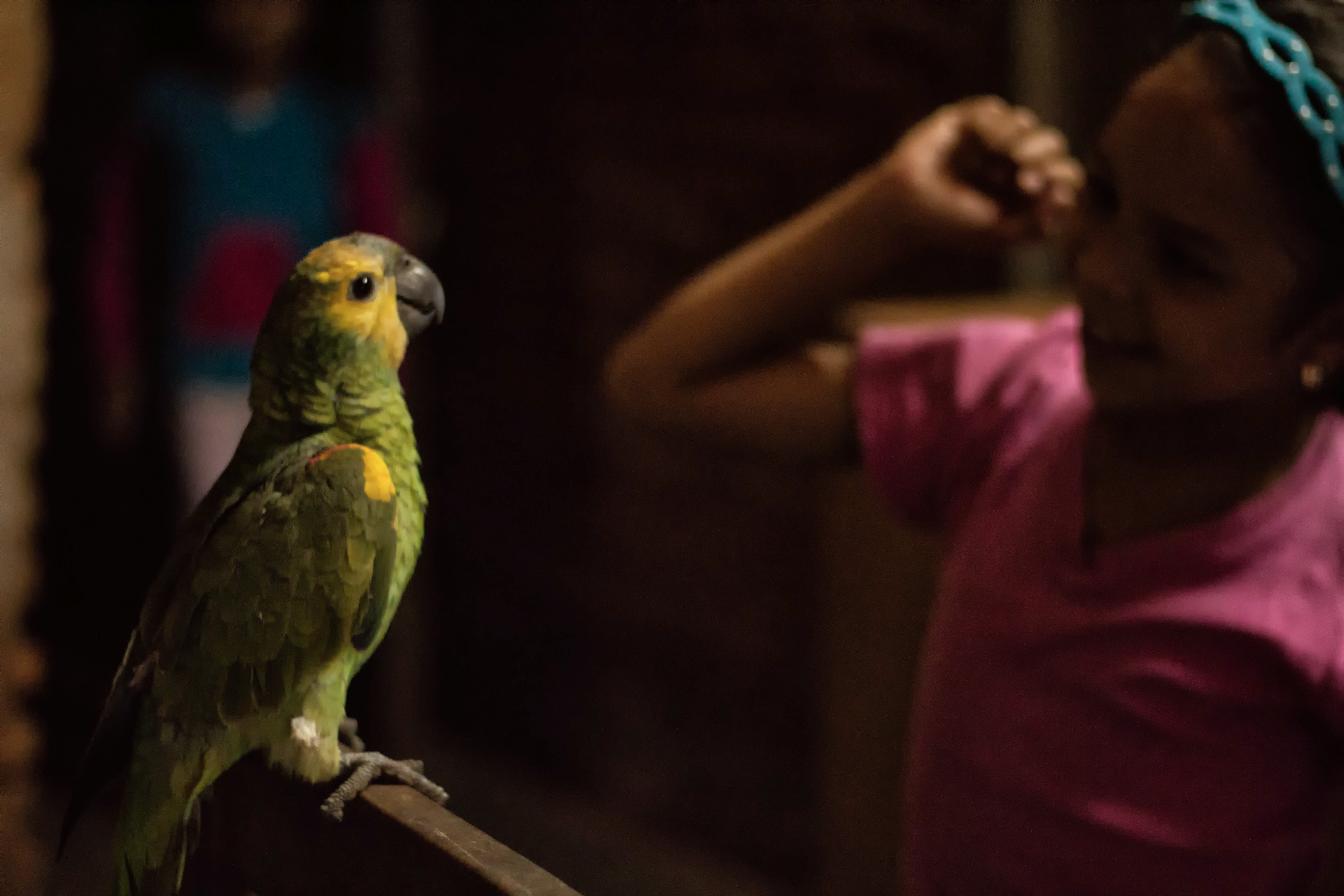 Cumbarity - Ana playing with parrot