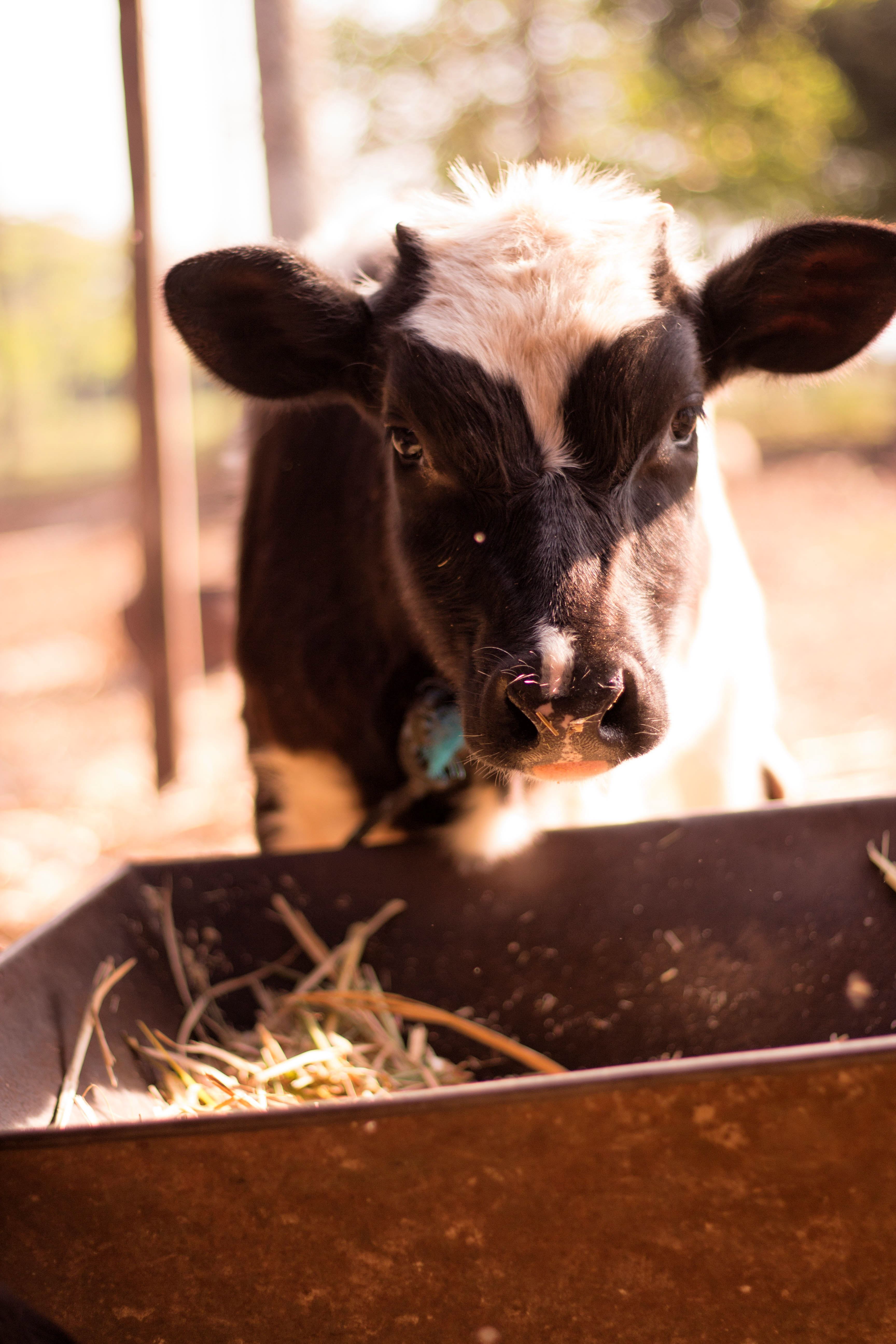 Cumbarity - Baby calf