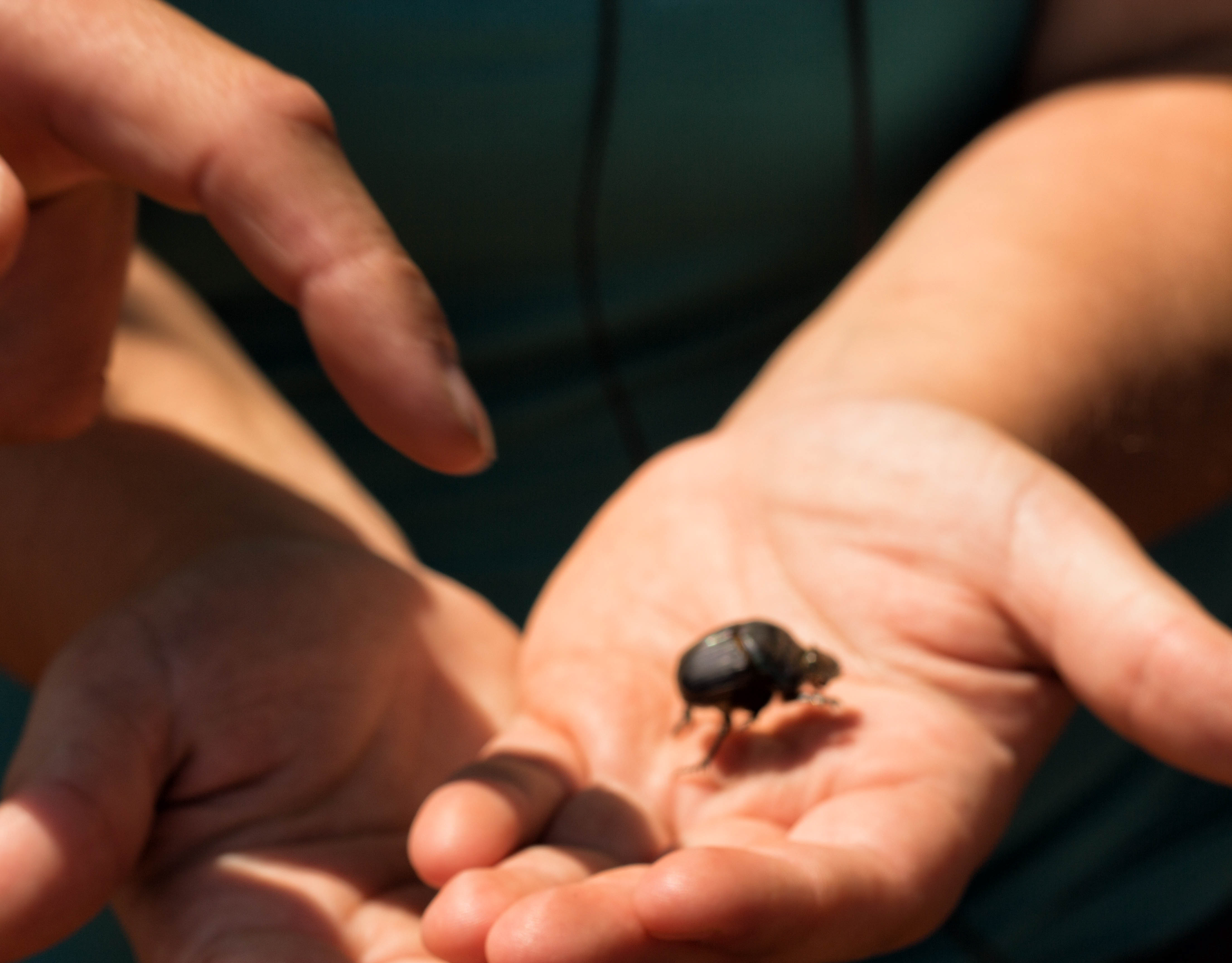 Cumbarity - Brooke playing with a beetle