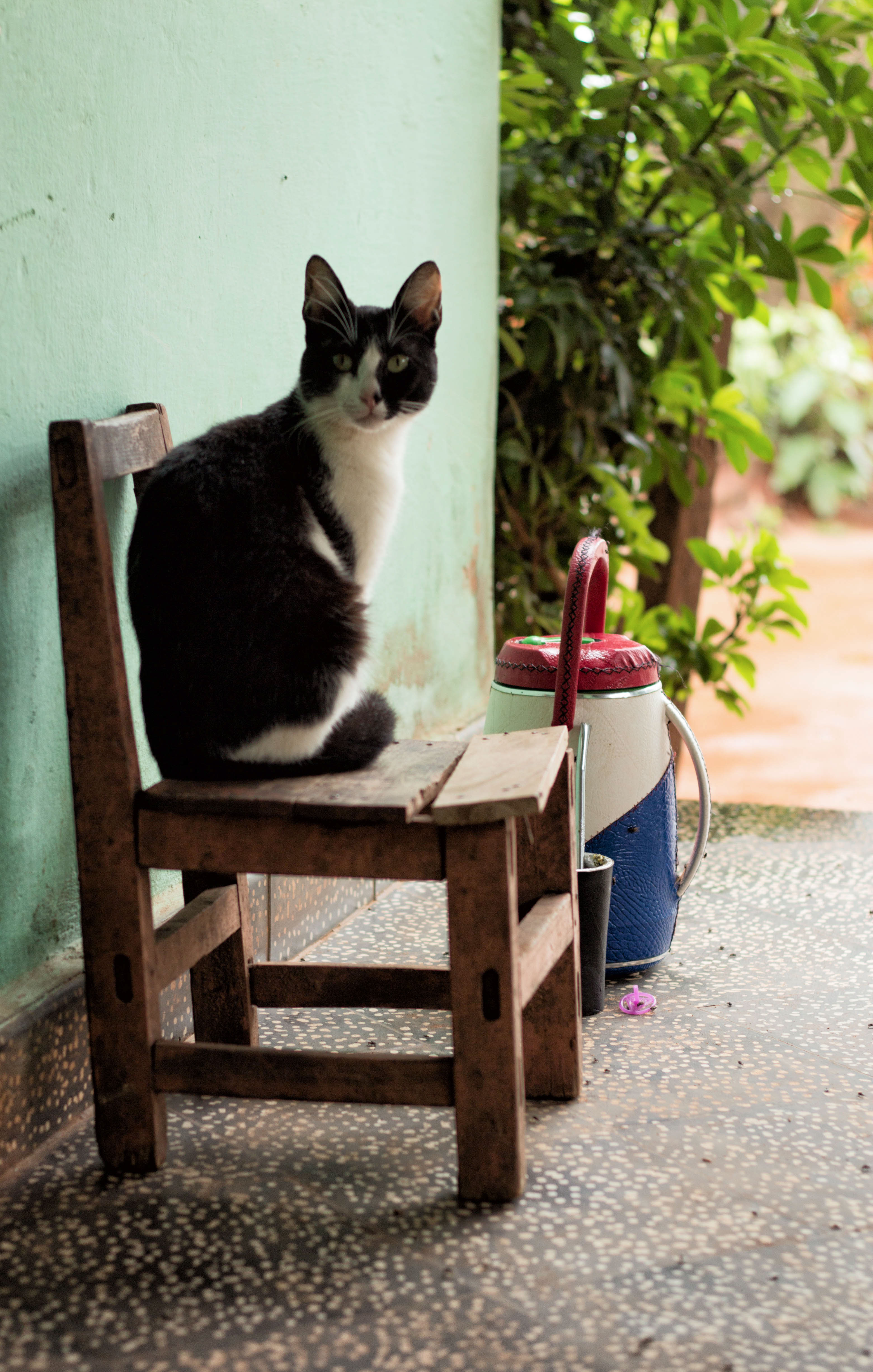 Cumbarity - Cat on chair