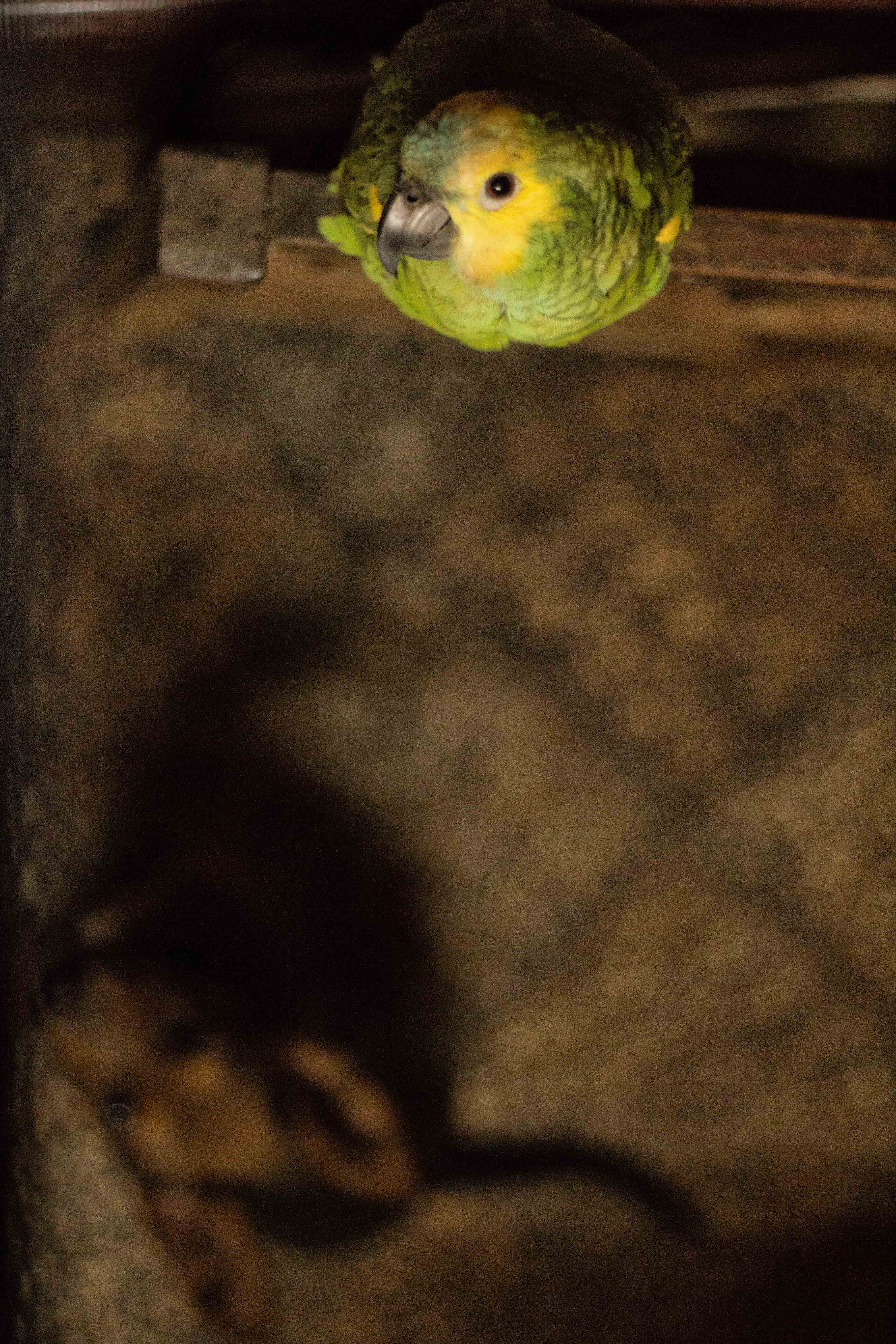 Cumbarity - Host family's parrot